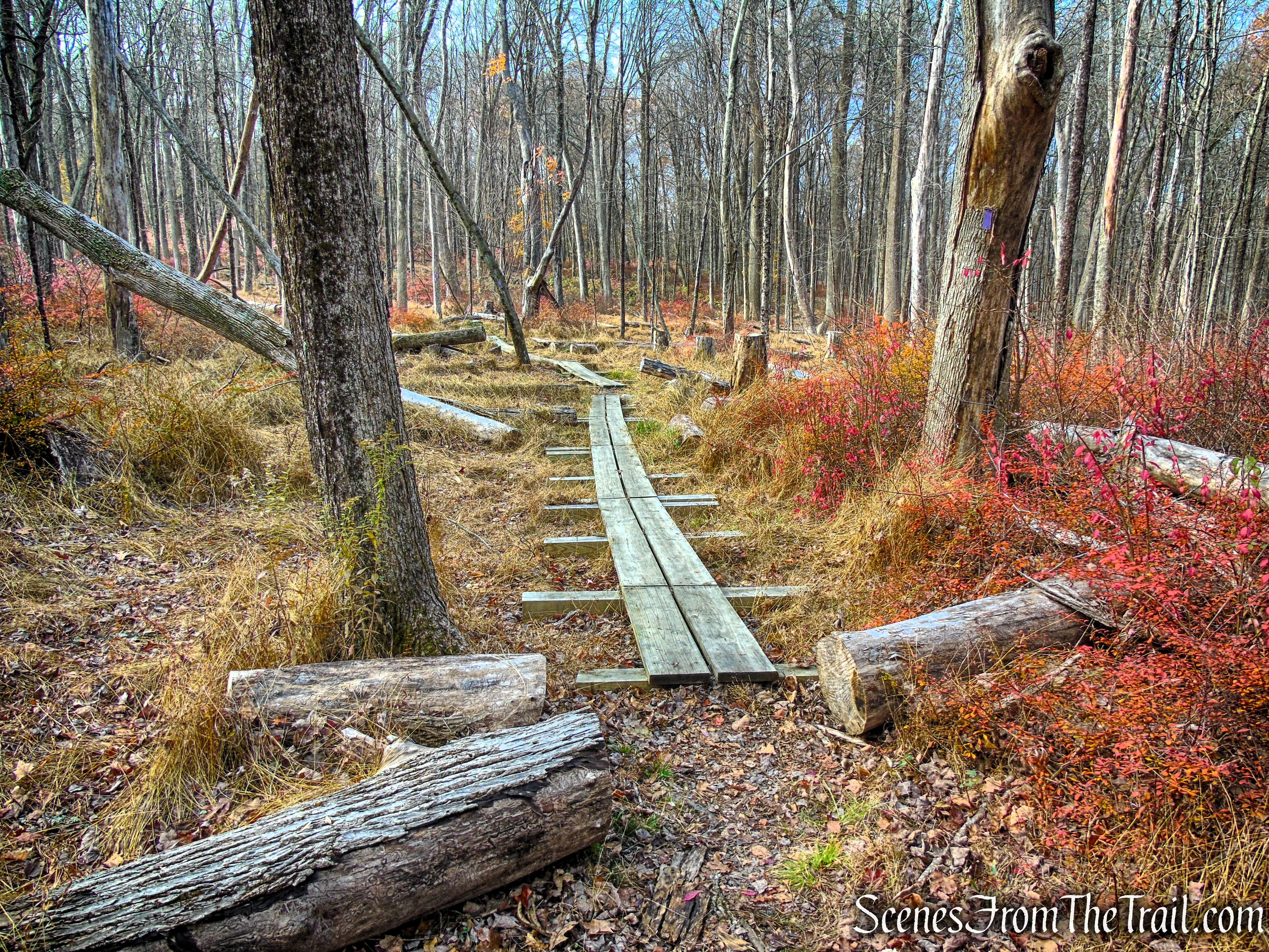 Purple Trail - Leon Levy Preserve