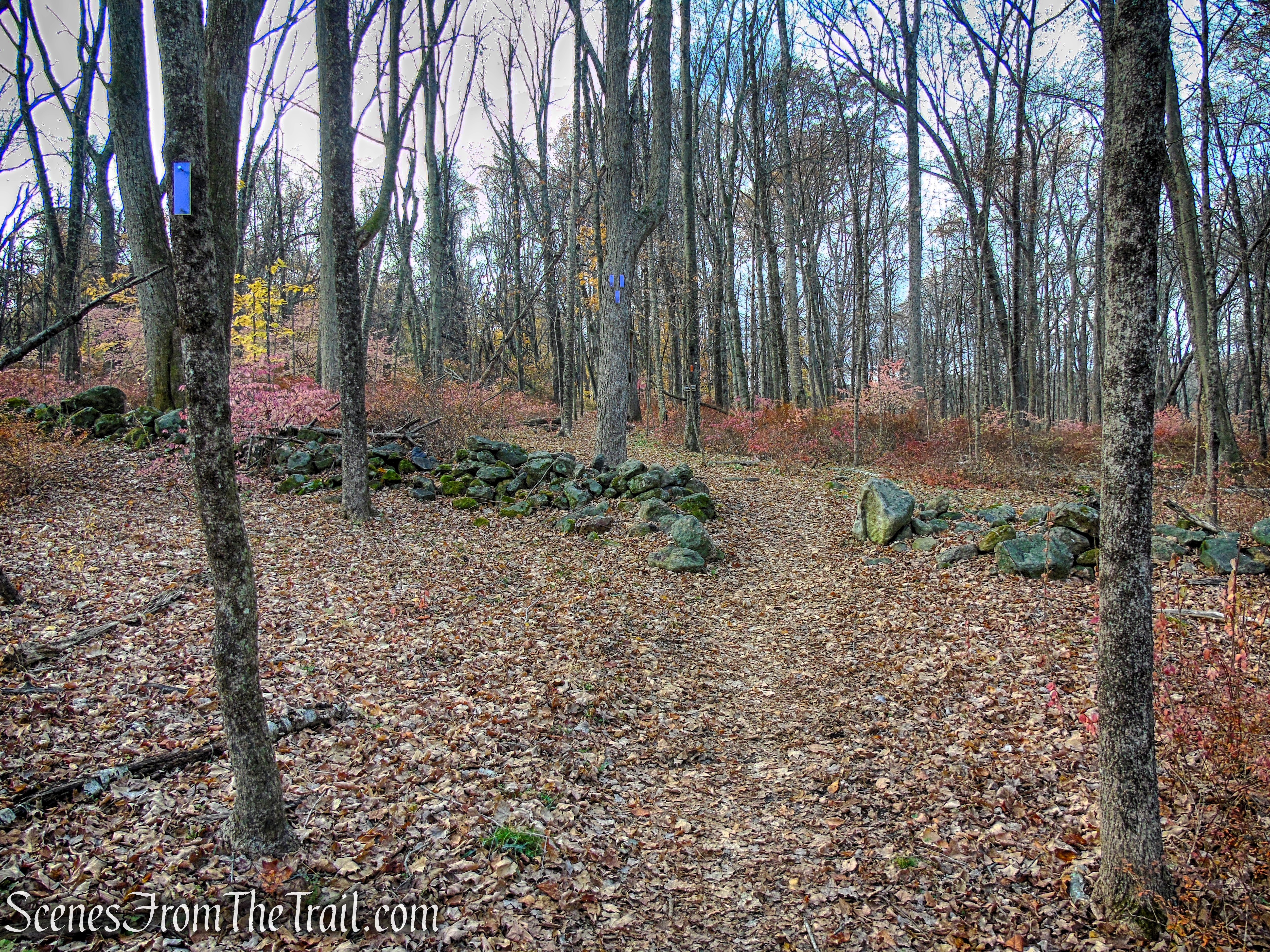 Purple Trail - Leon Levy Preserve