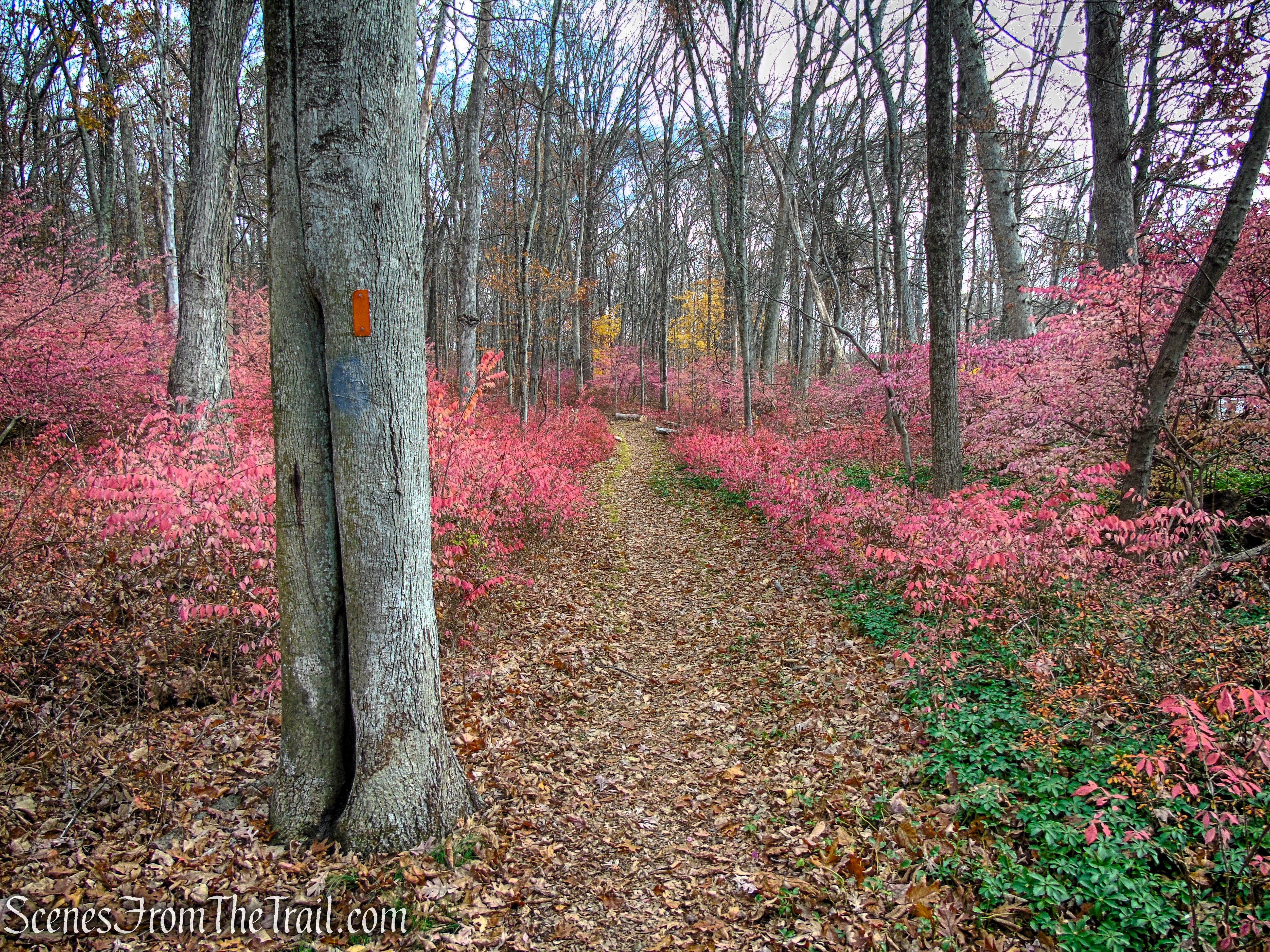Orange Trail - Leon Levy Preserve