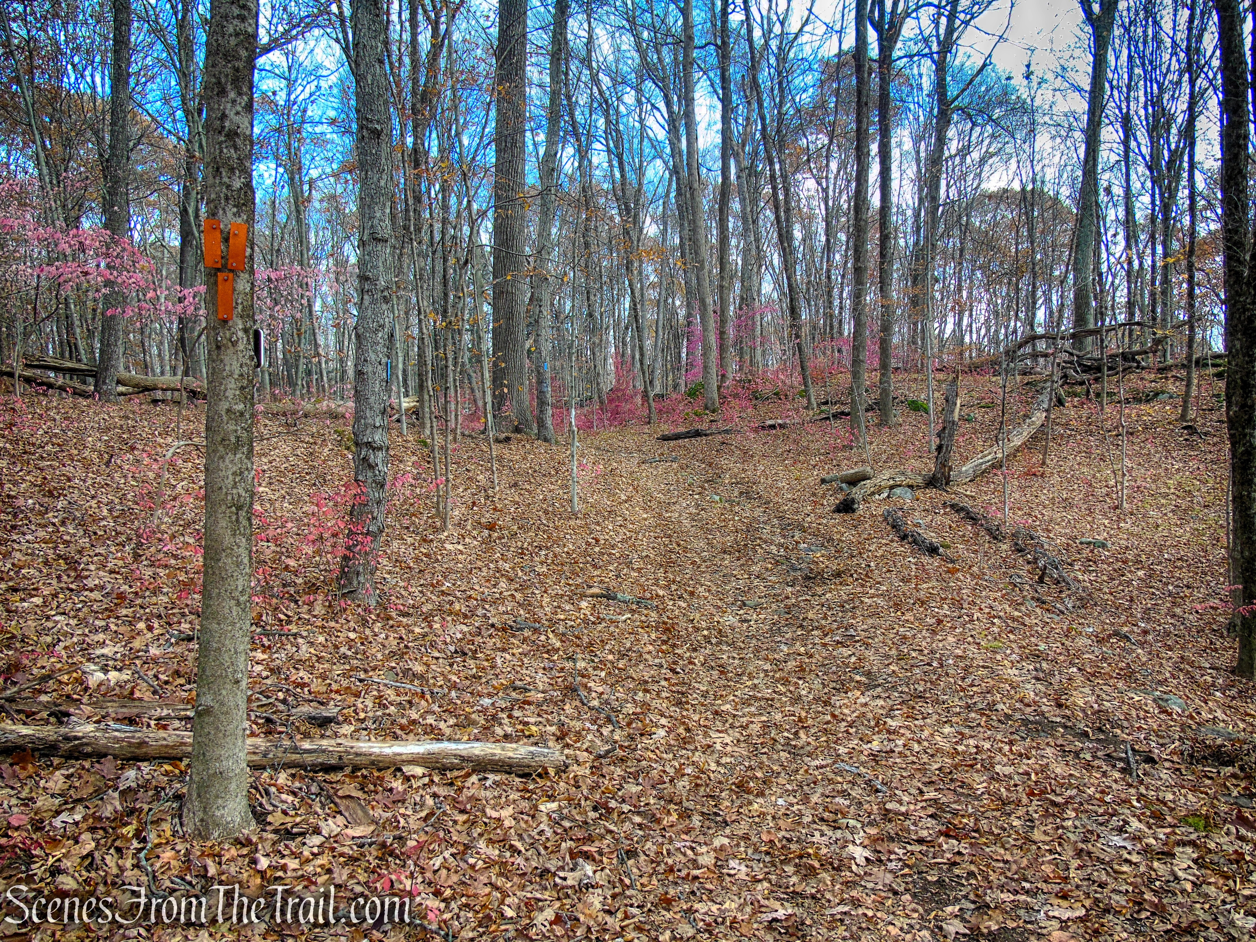 Orange Trail - Leon Levy Preserve
