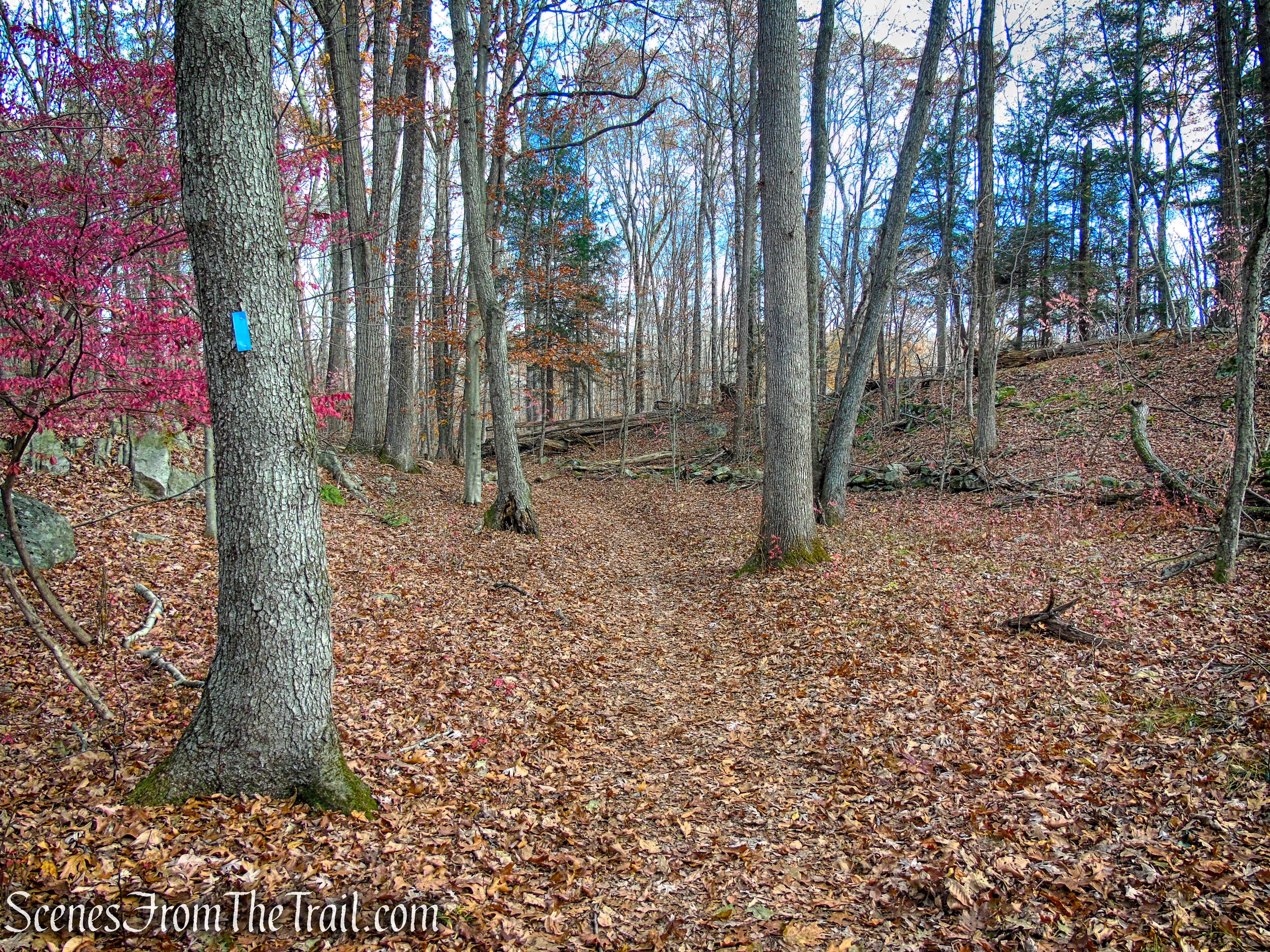 Blue Trail - Leon Levy Preserve