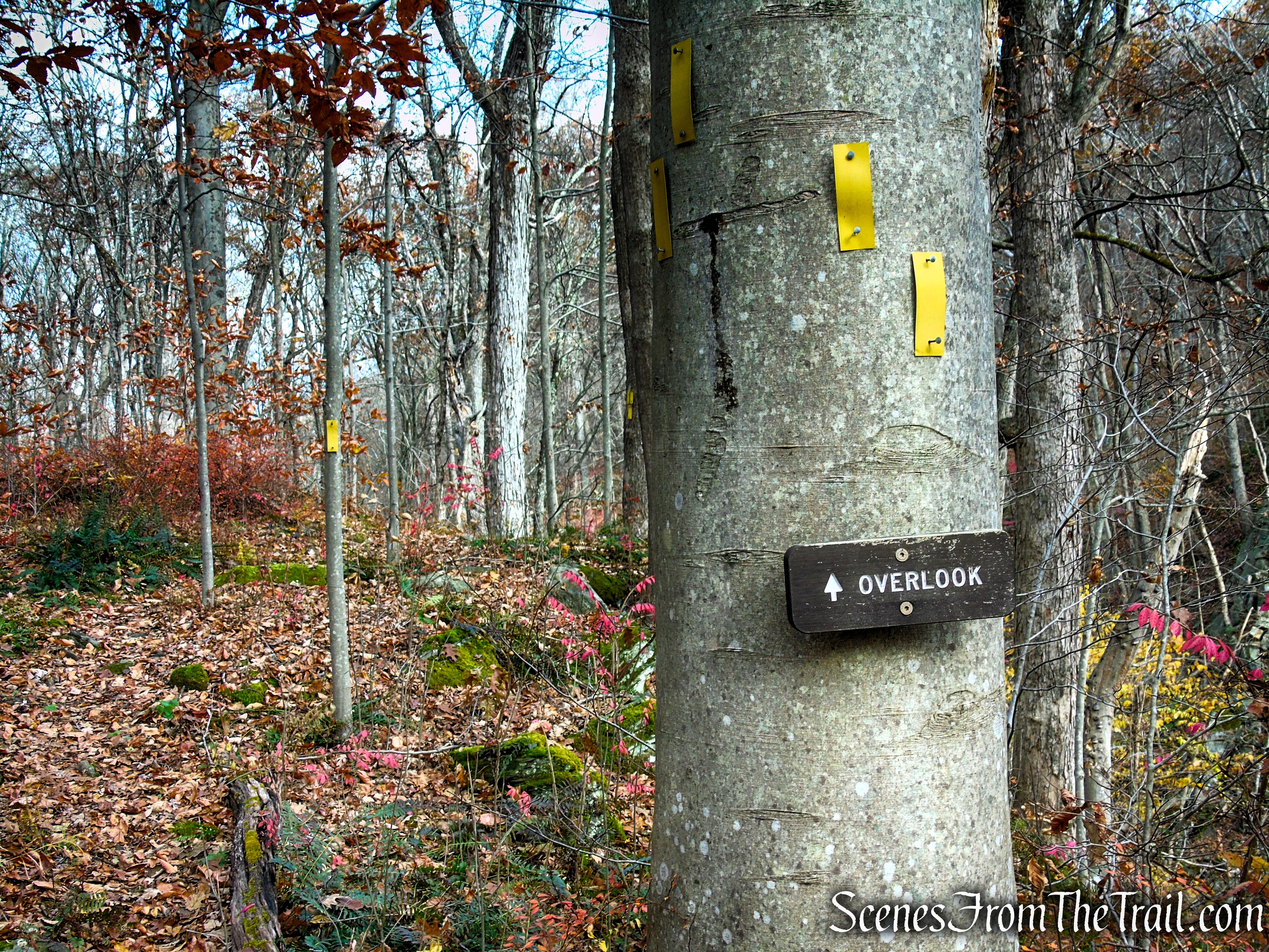 Yellow Trail - Leon Levy Preserve
