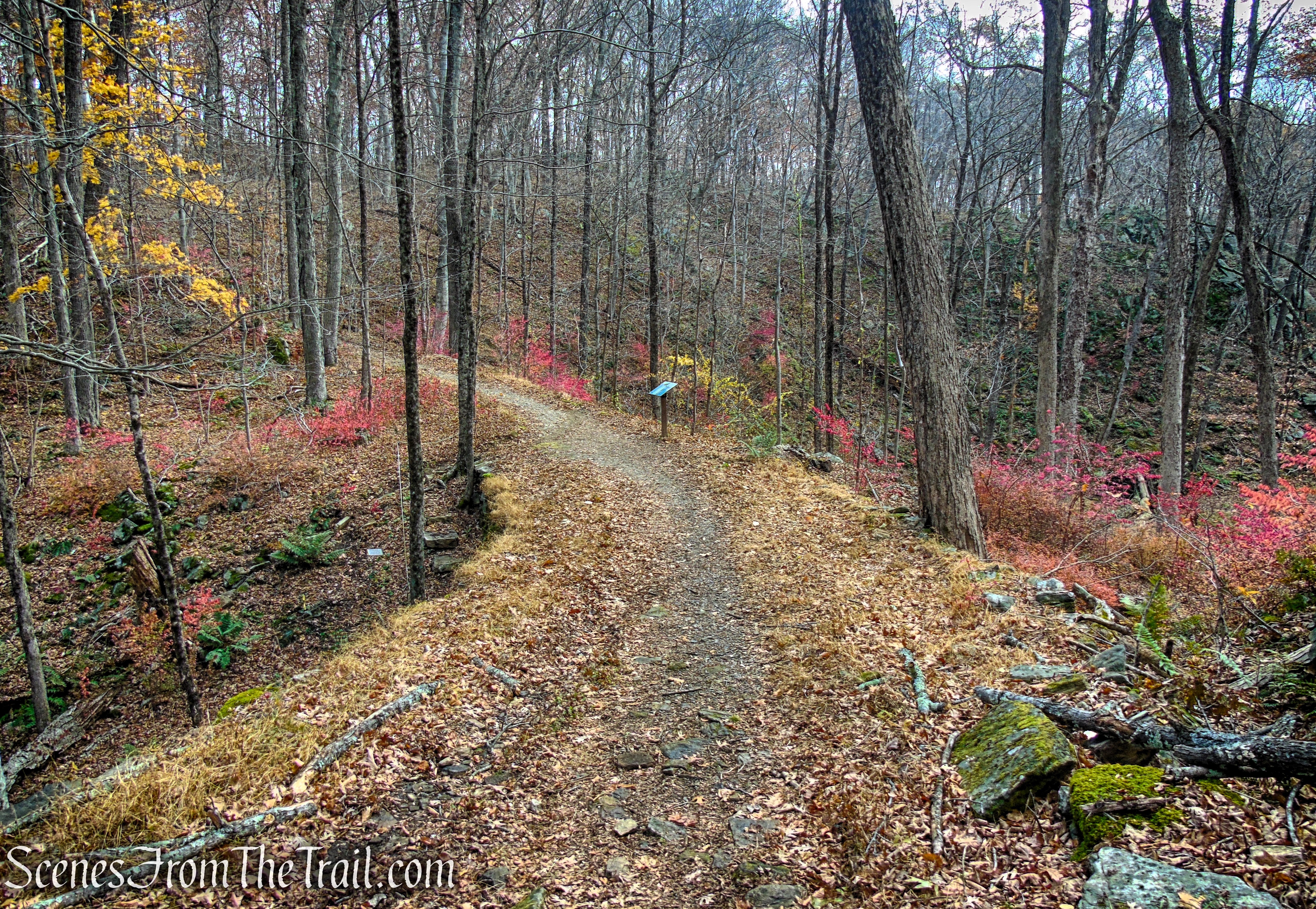 Blue Trail - Leon Levy Preserve