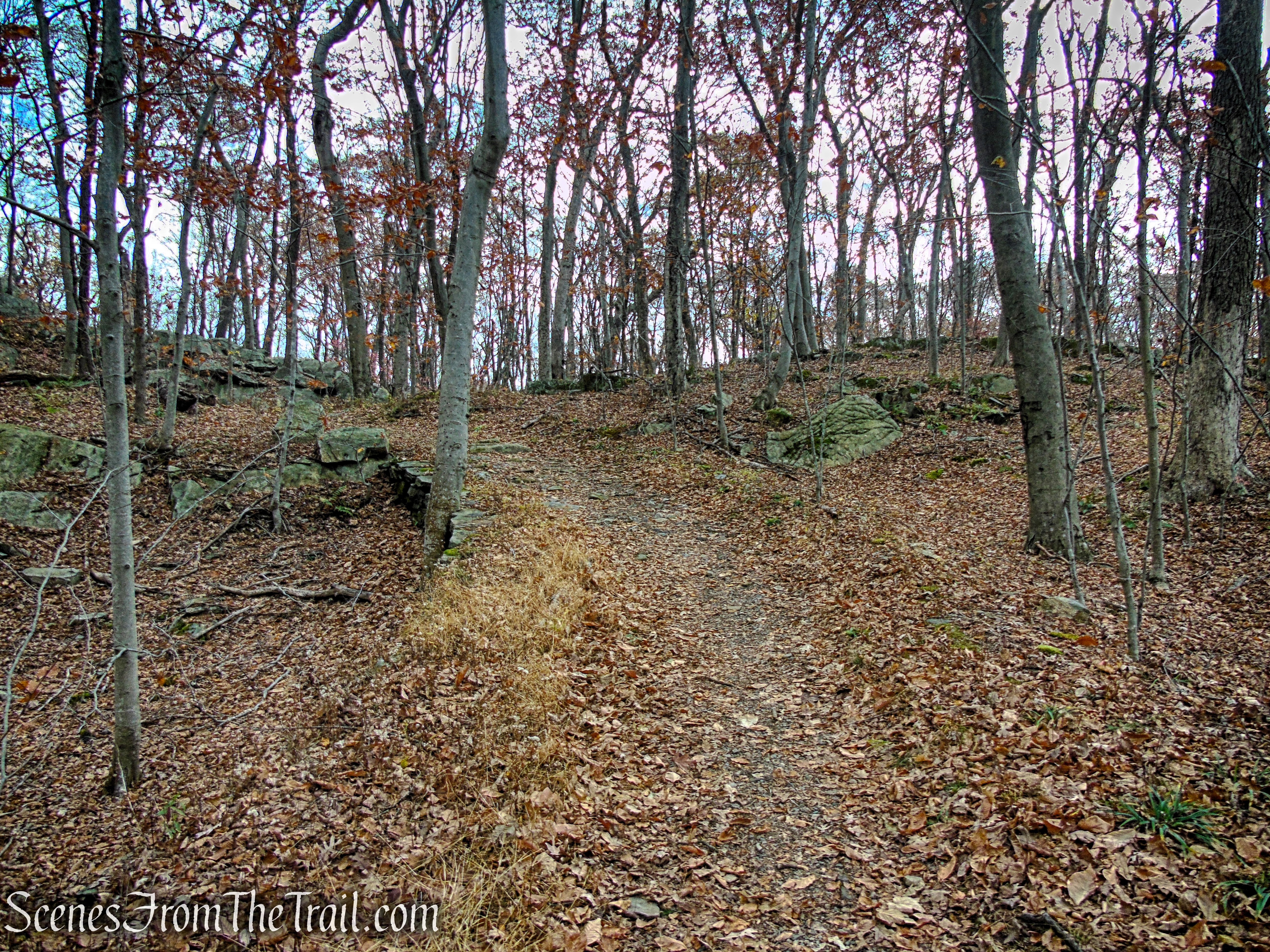 Blue Trail - Leon Levy Preserve