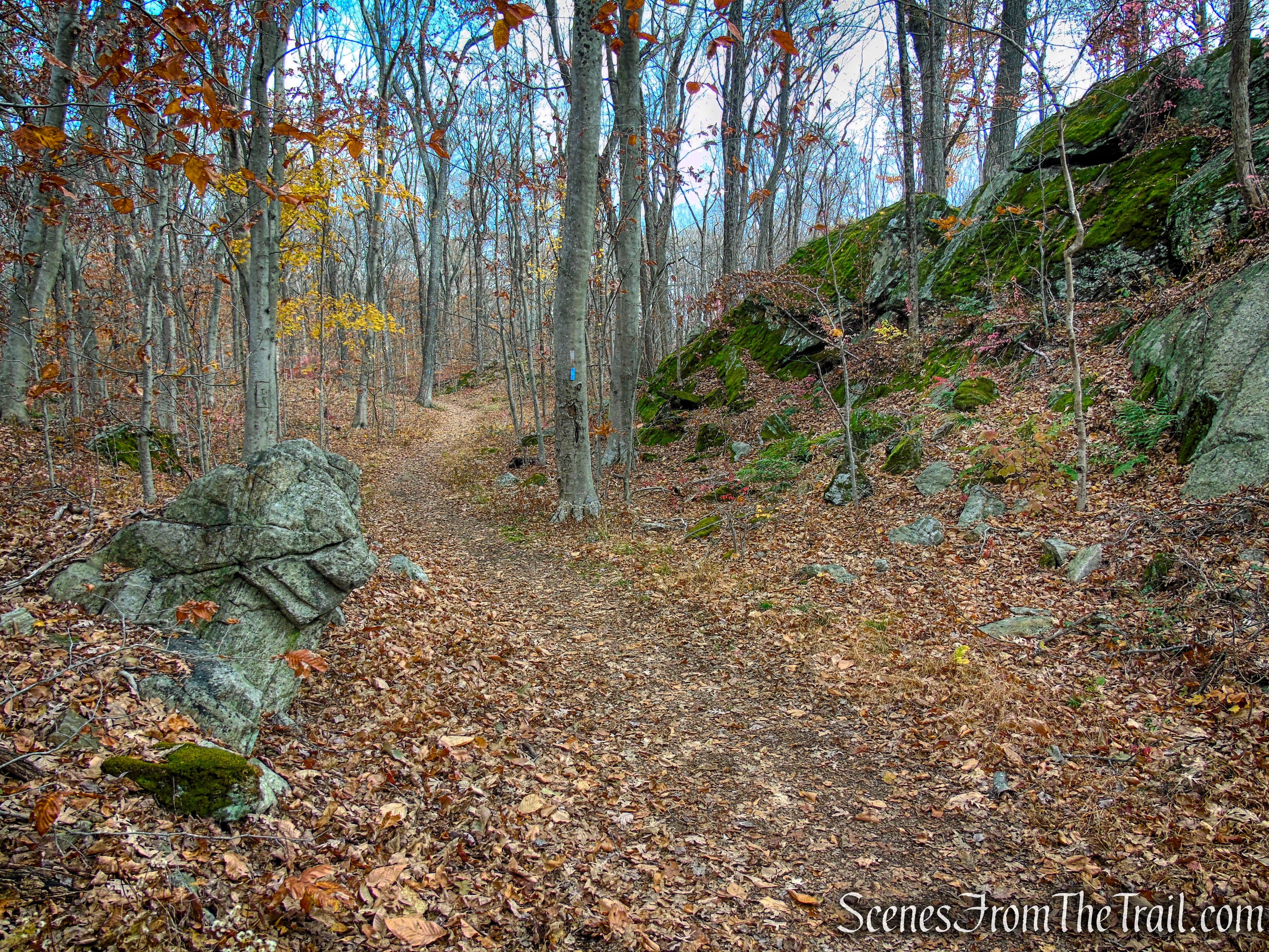 Blue Trail - Leon Levy Preserve