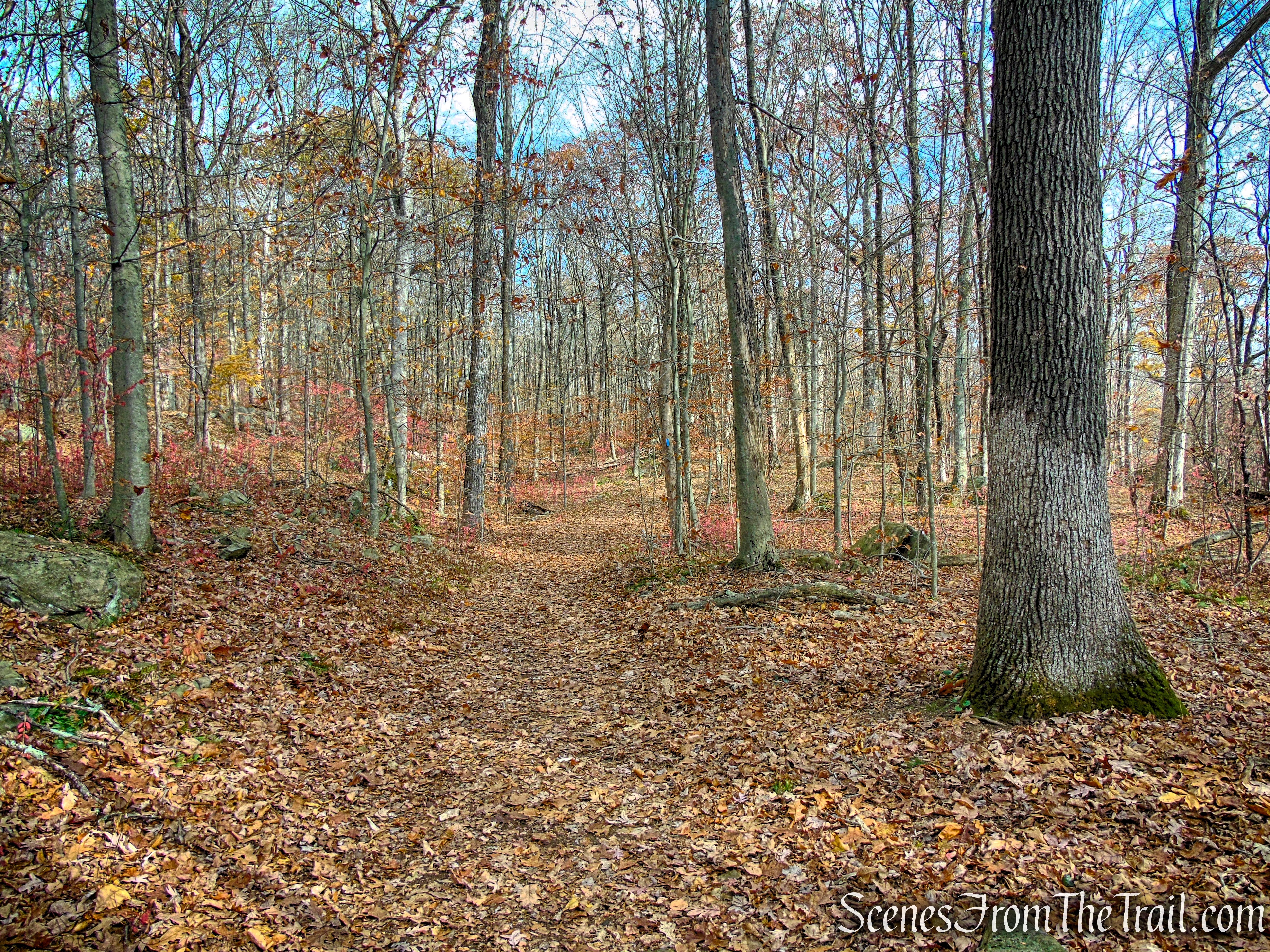 Blue Trail - Leon Levy Preserve