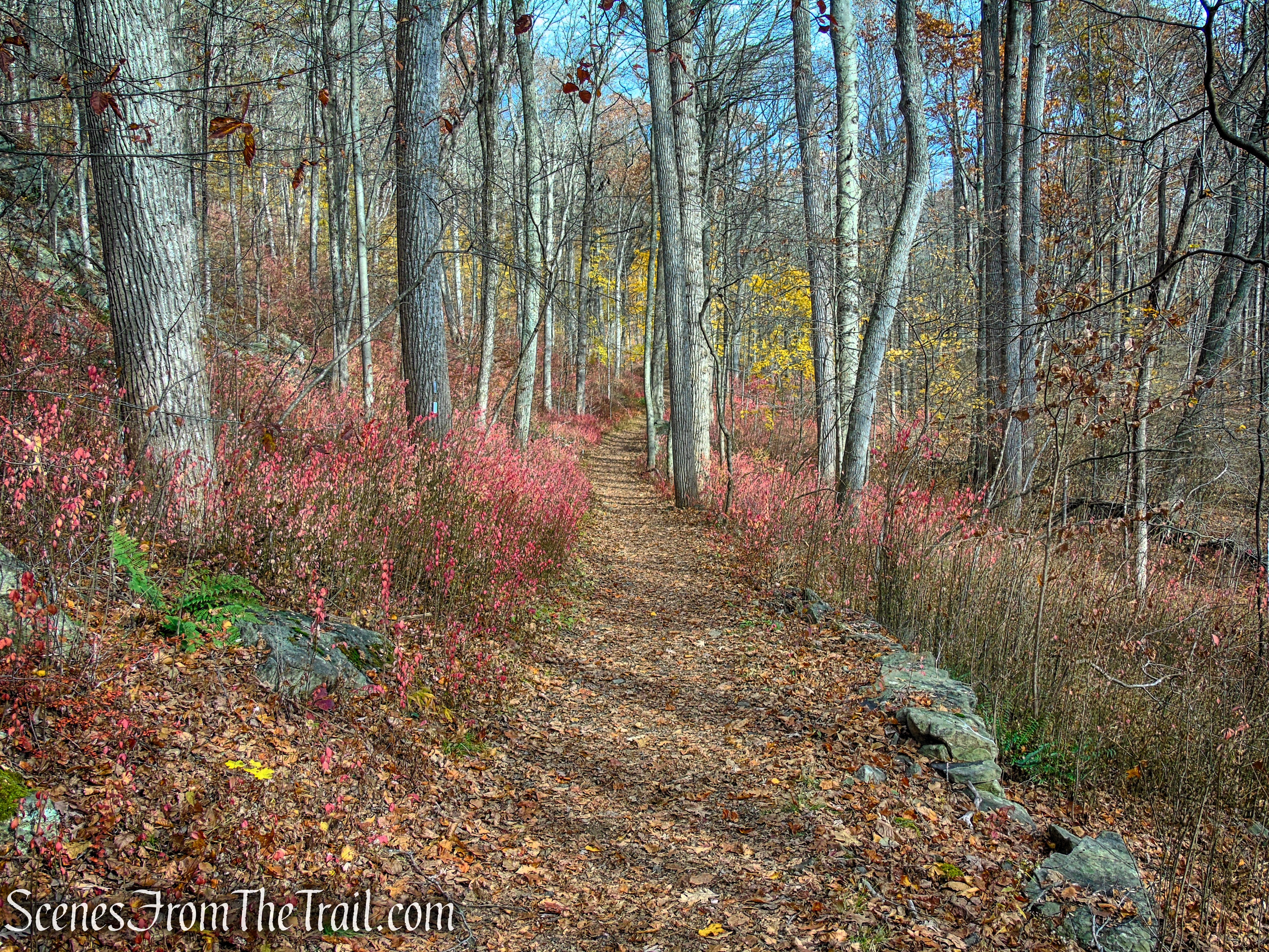 White Trail - Leon Levy Preserve