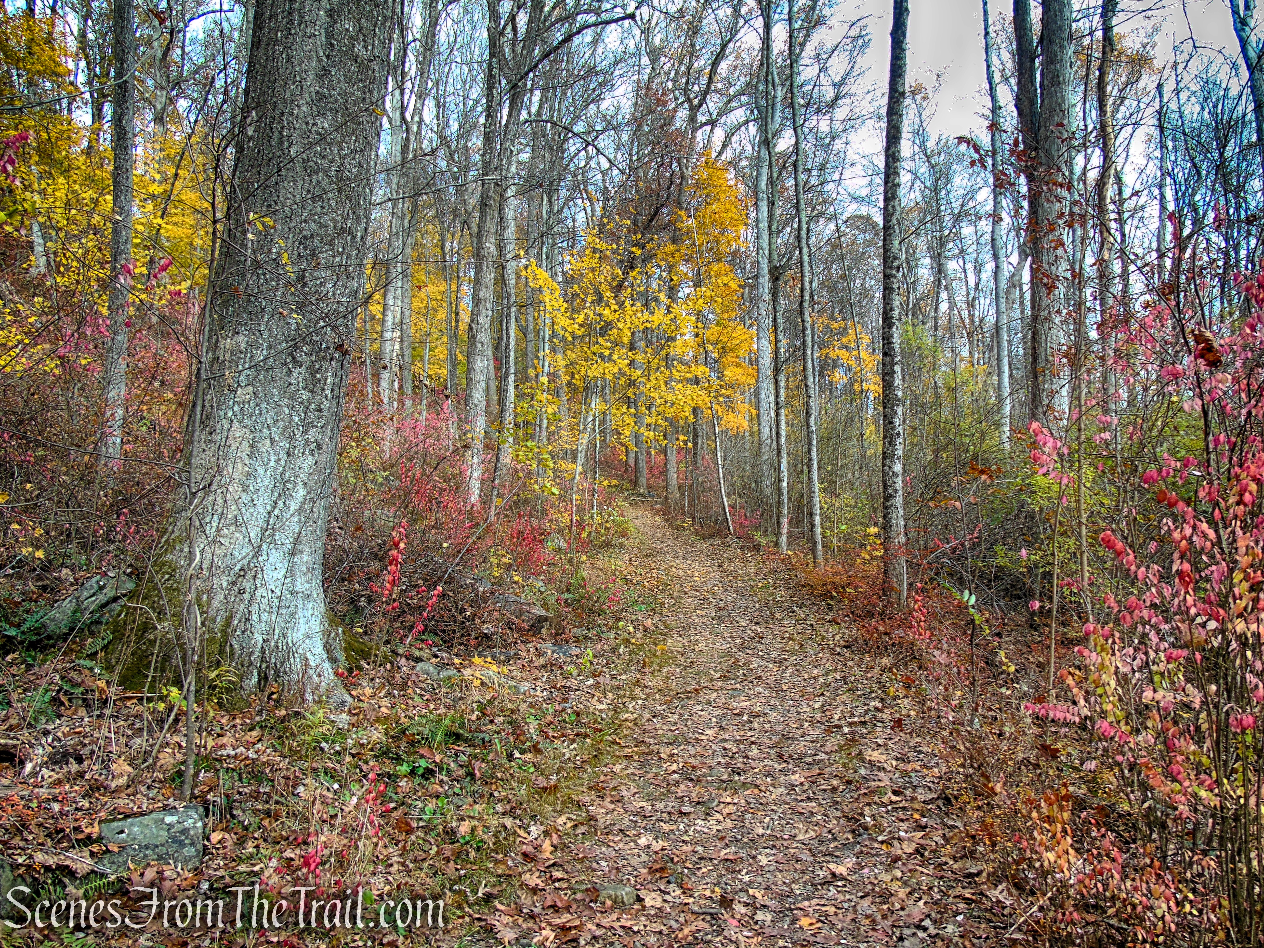 White Trail - Leon Levy Preserve