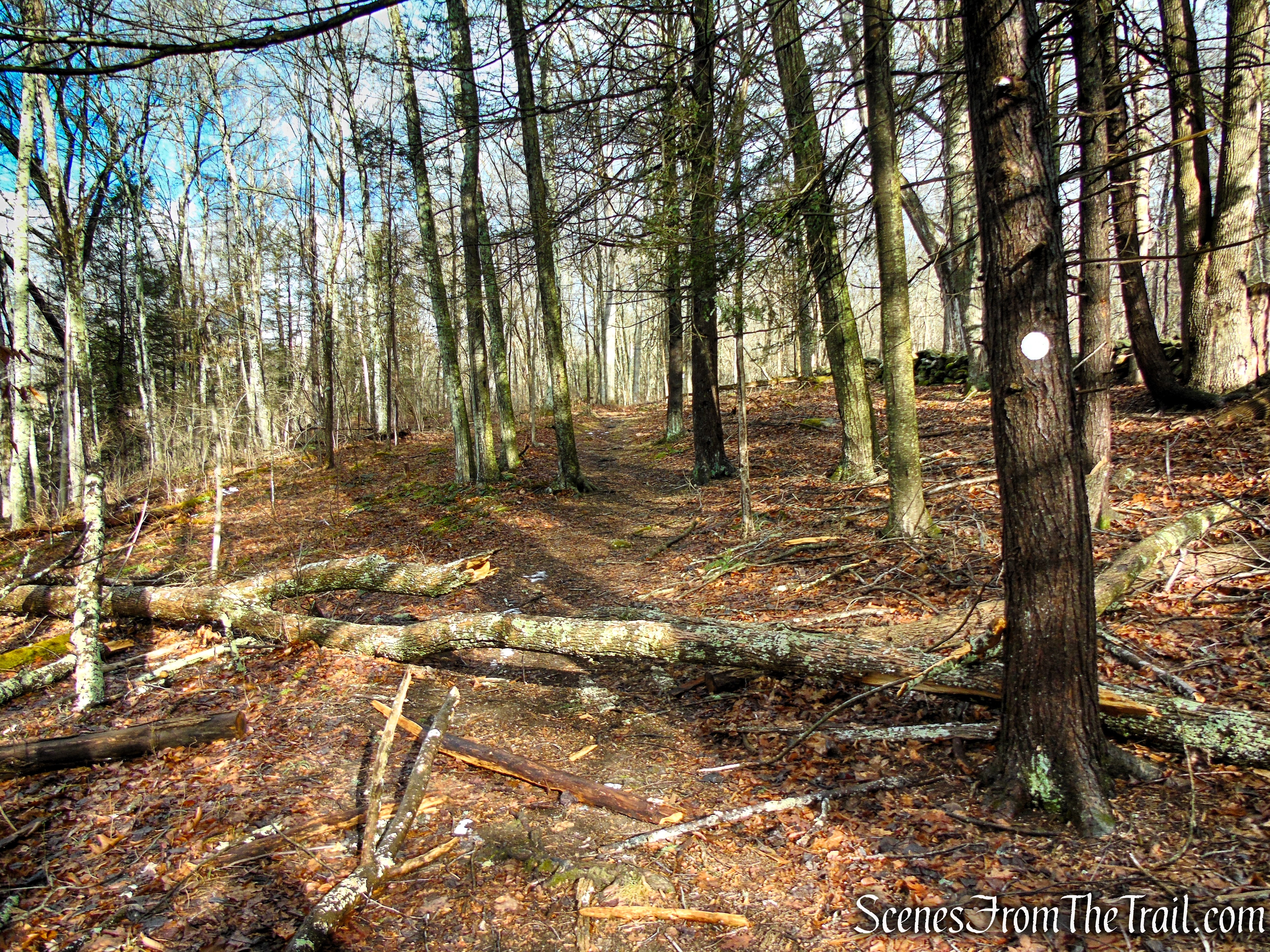 White Trail - Herrick Preserve