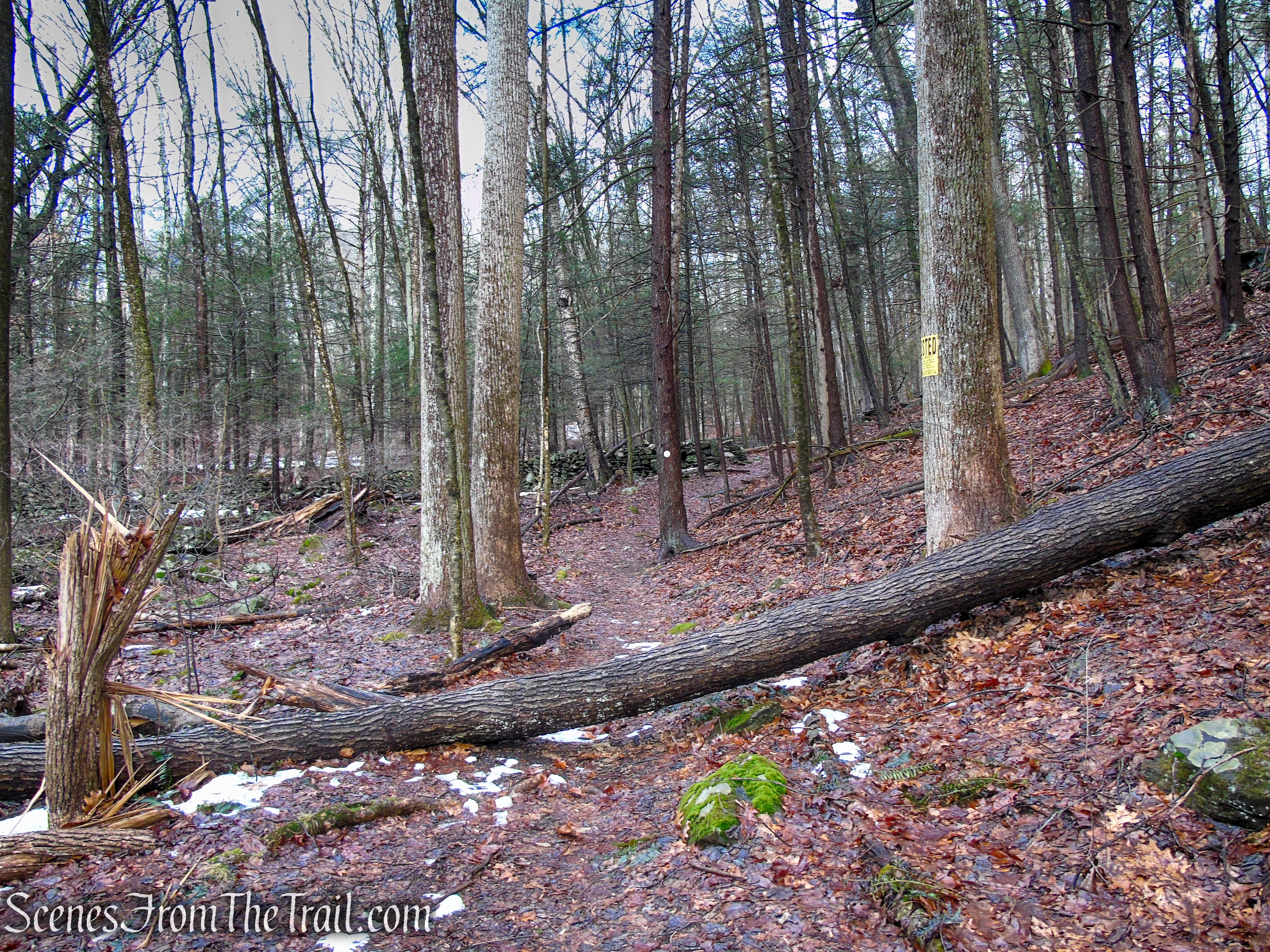 White Trail - Herrick Preserve