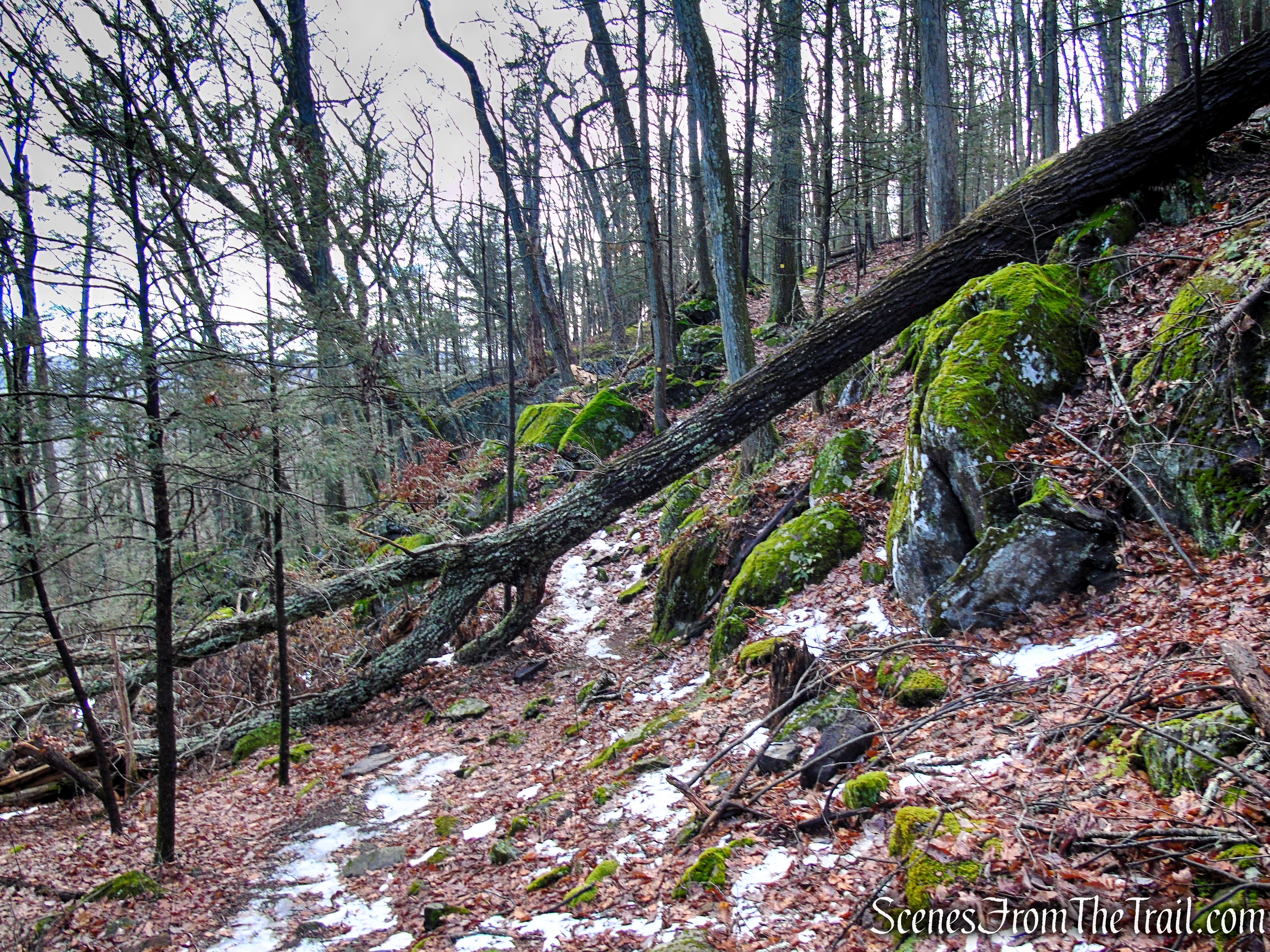 Amy's Lookout Trail - Herrick Preserve