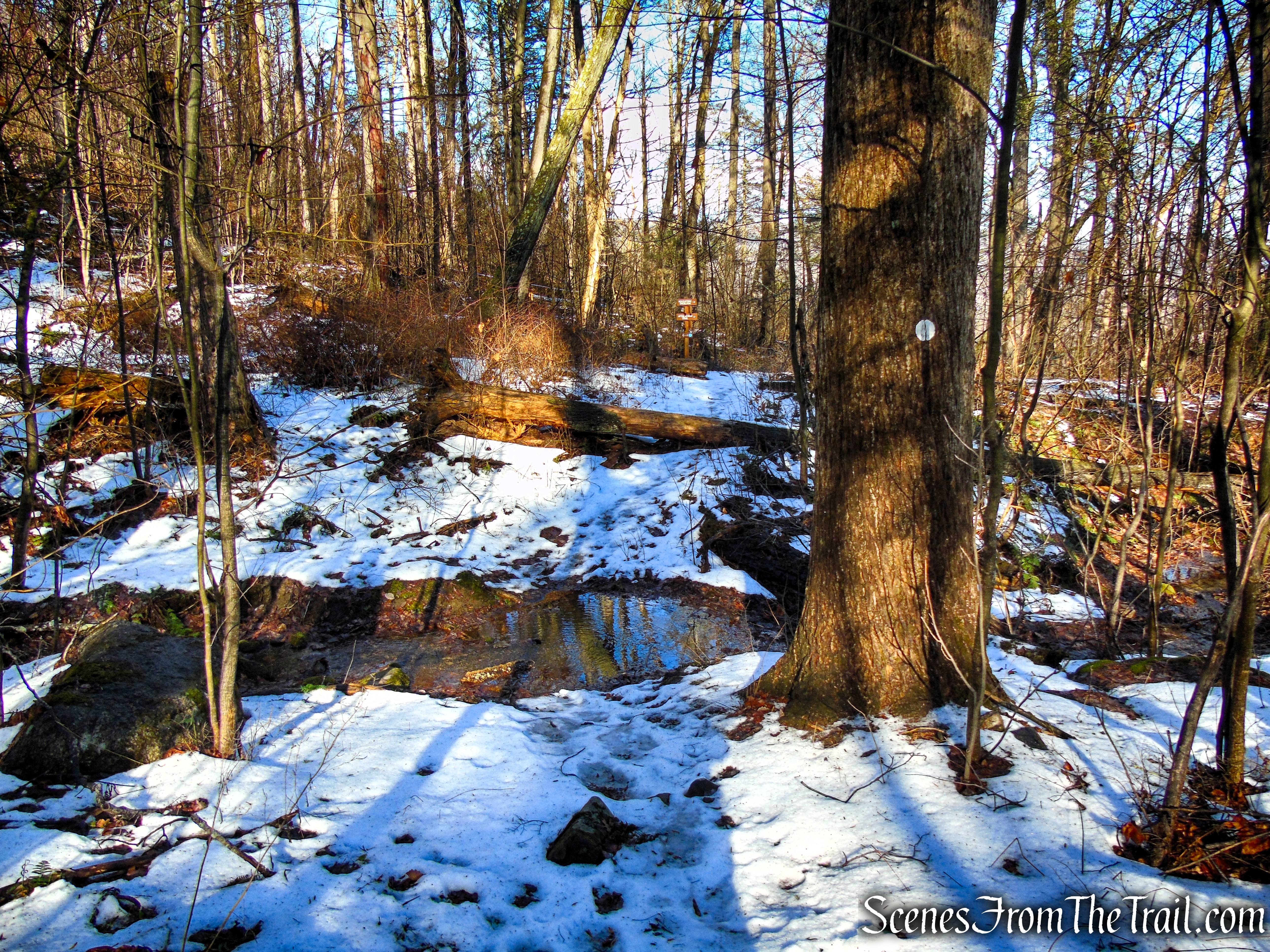 White Trail - Herrick Preserve