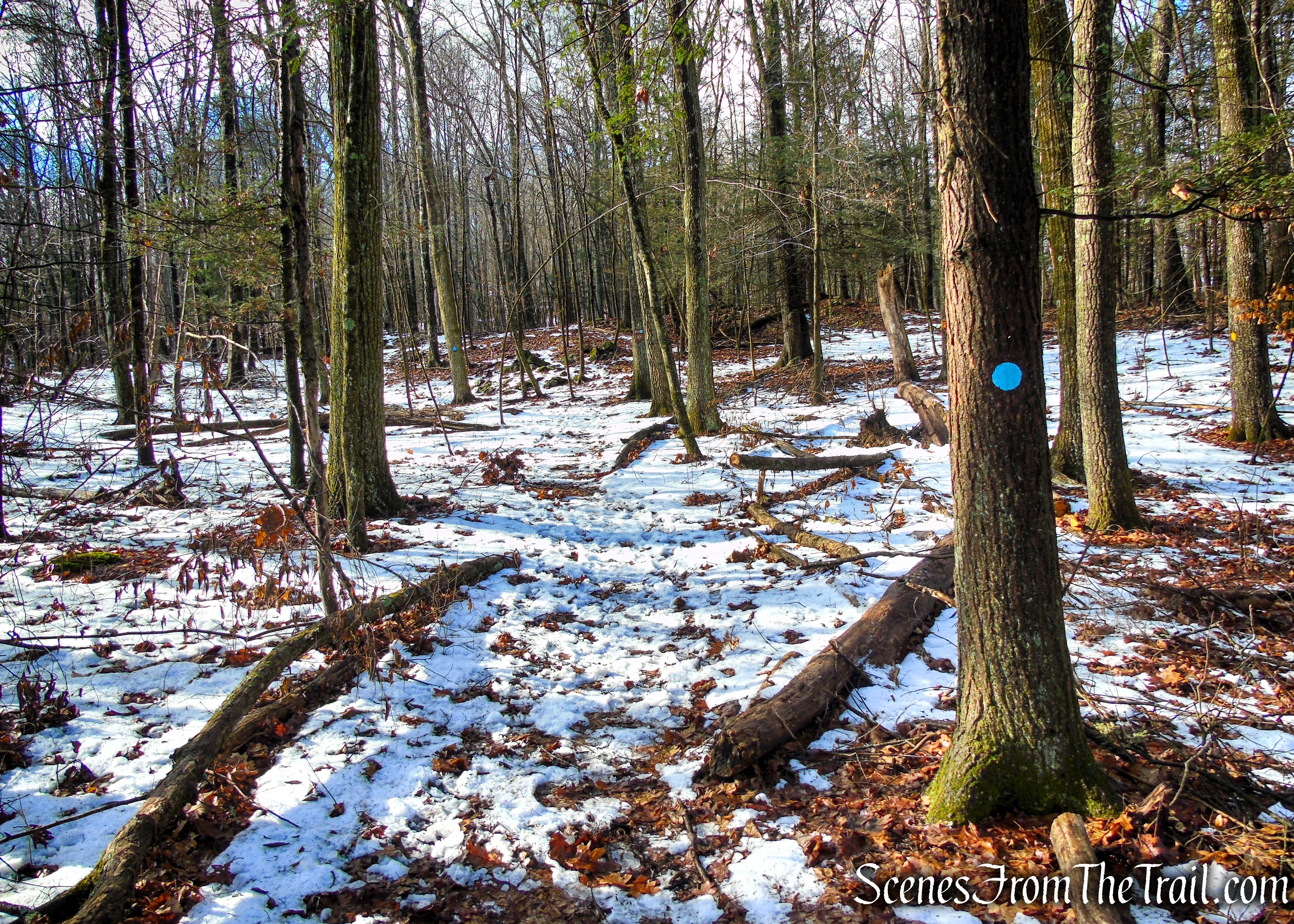 Blue Trail - Herrick Preserve