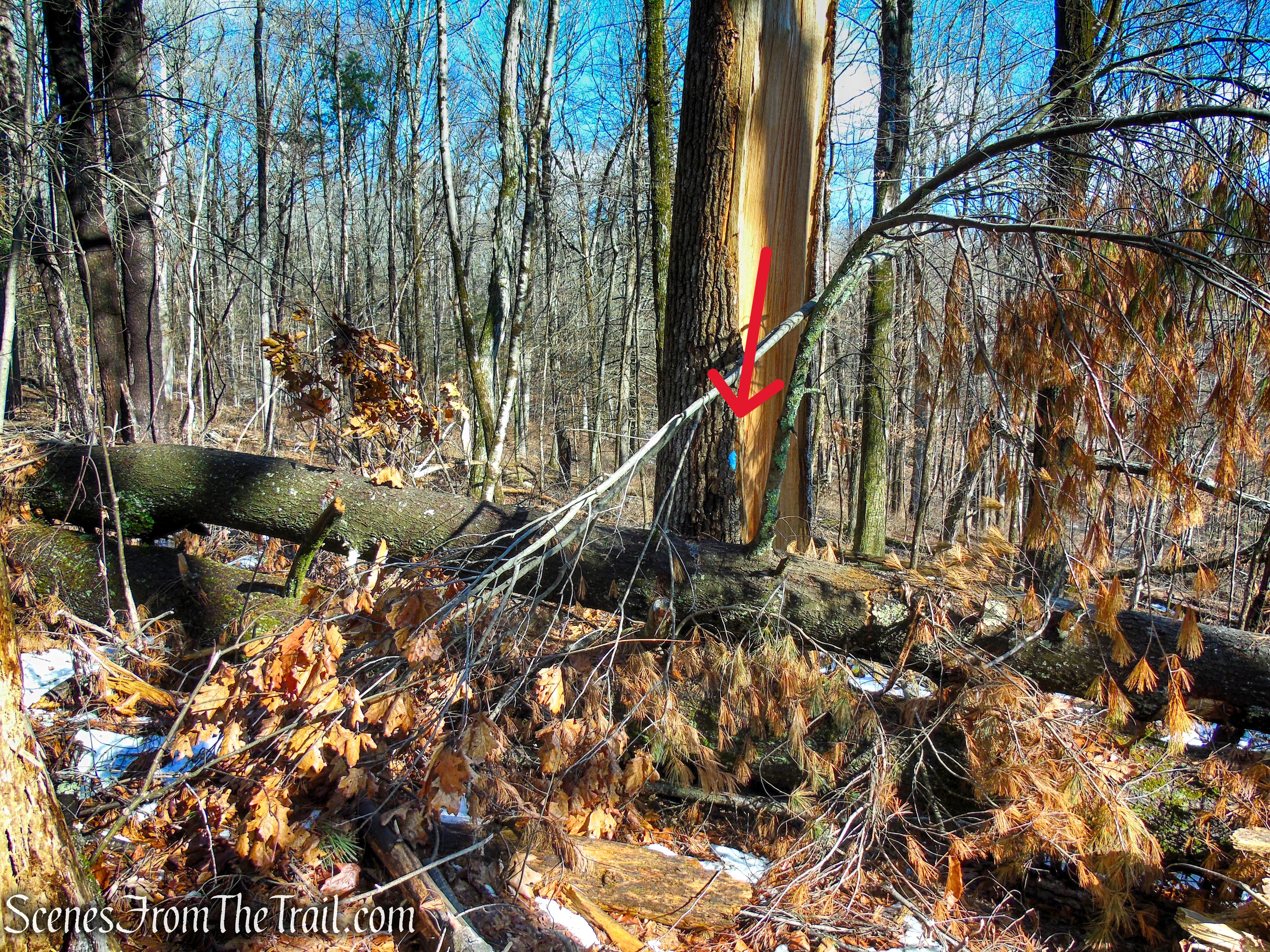 Blue Trail - Herrick Preserve