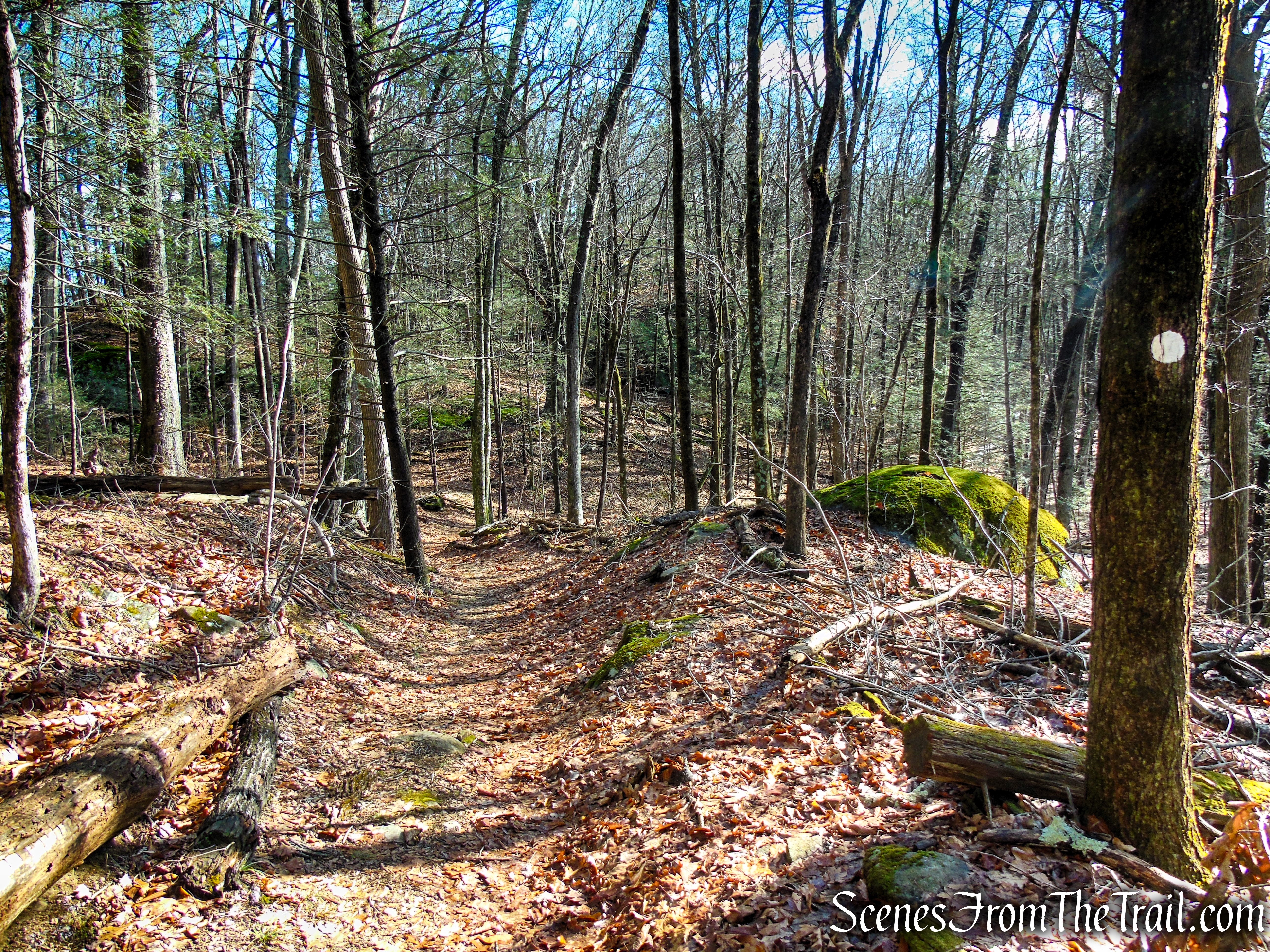 White Trail - Herrick Preserve