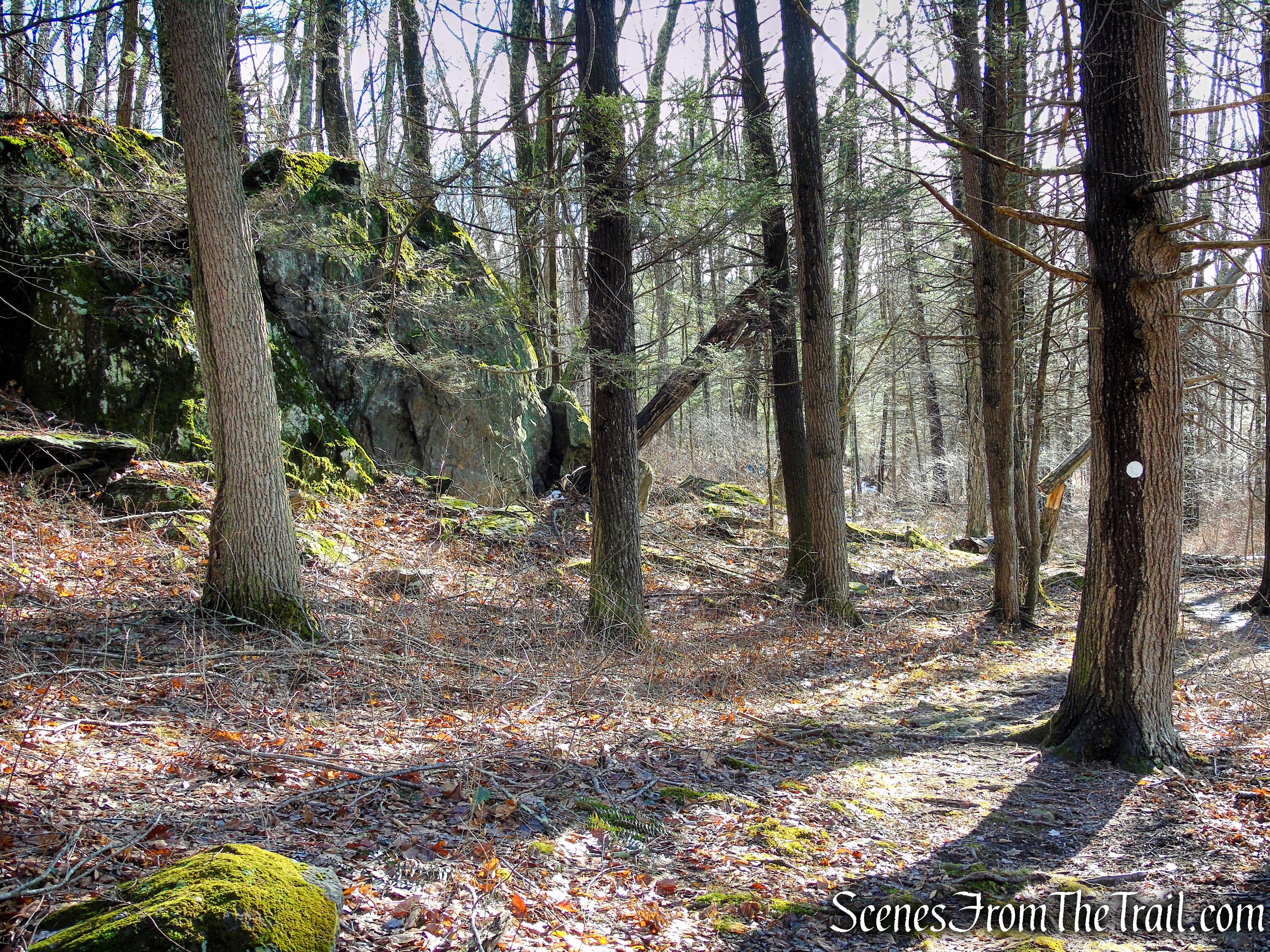 White Trail - Herrick Preserve
