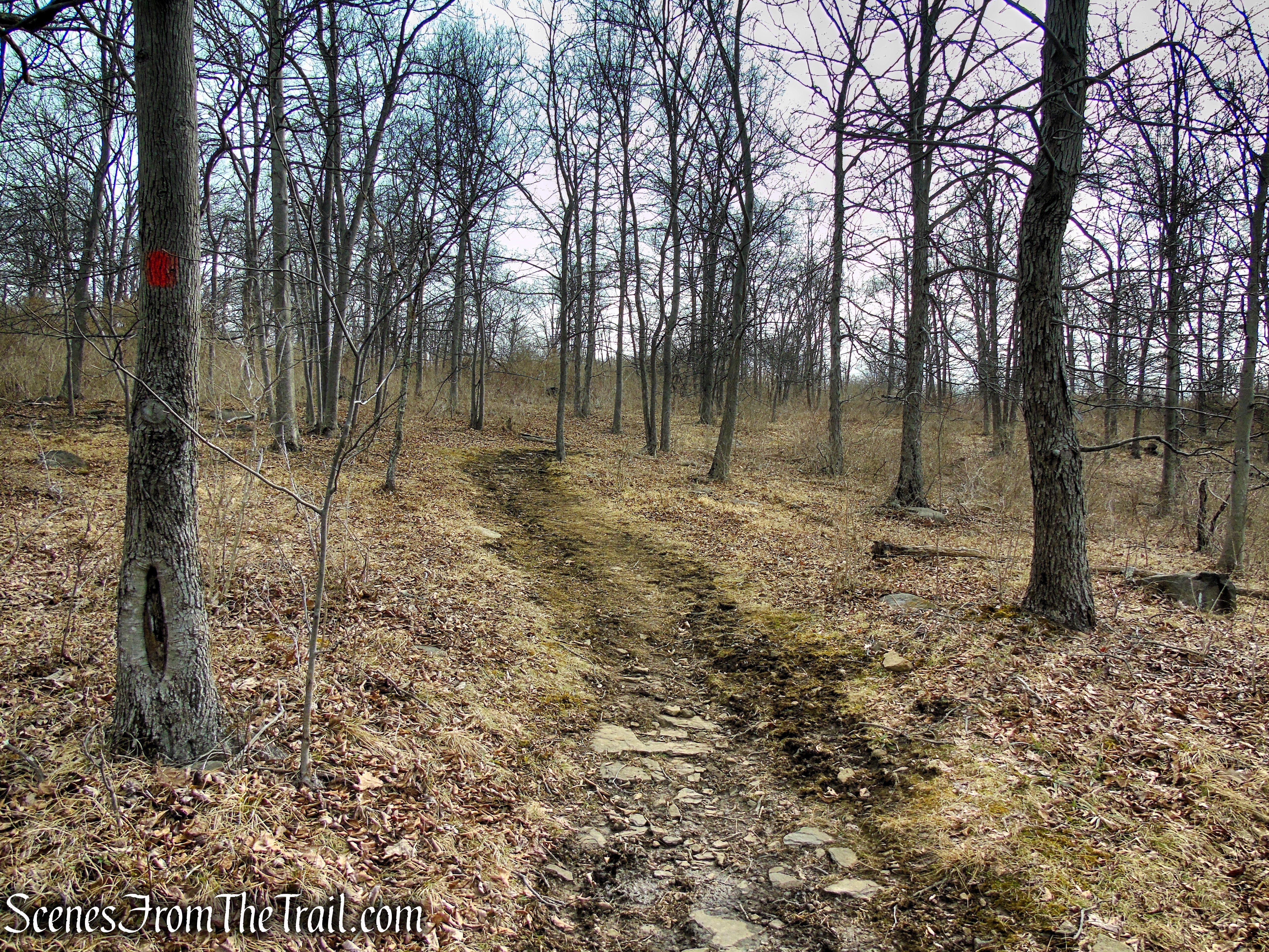Orange Trail - Clausland Mountain Park