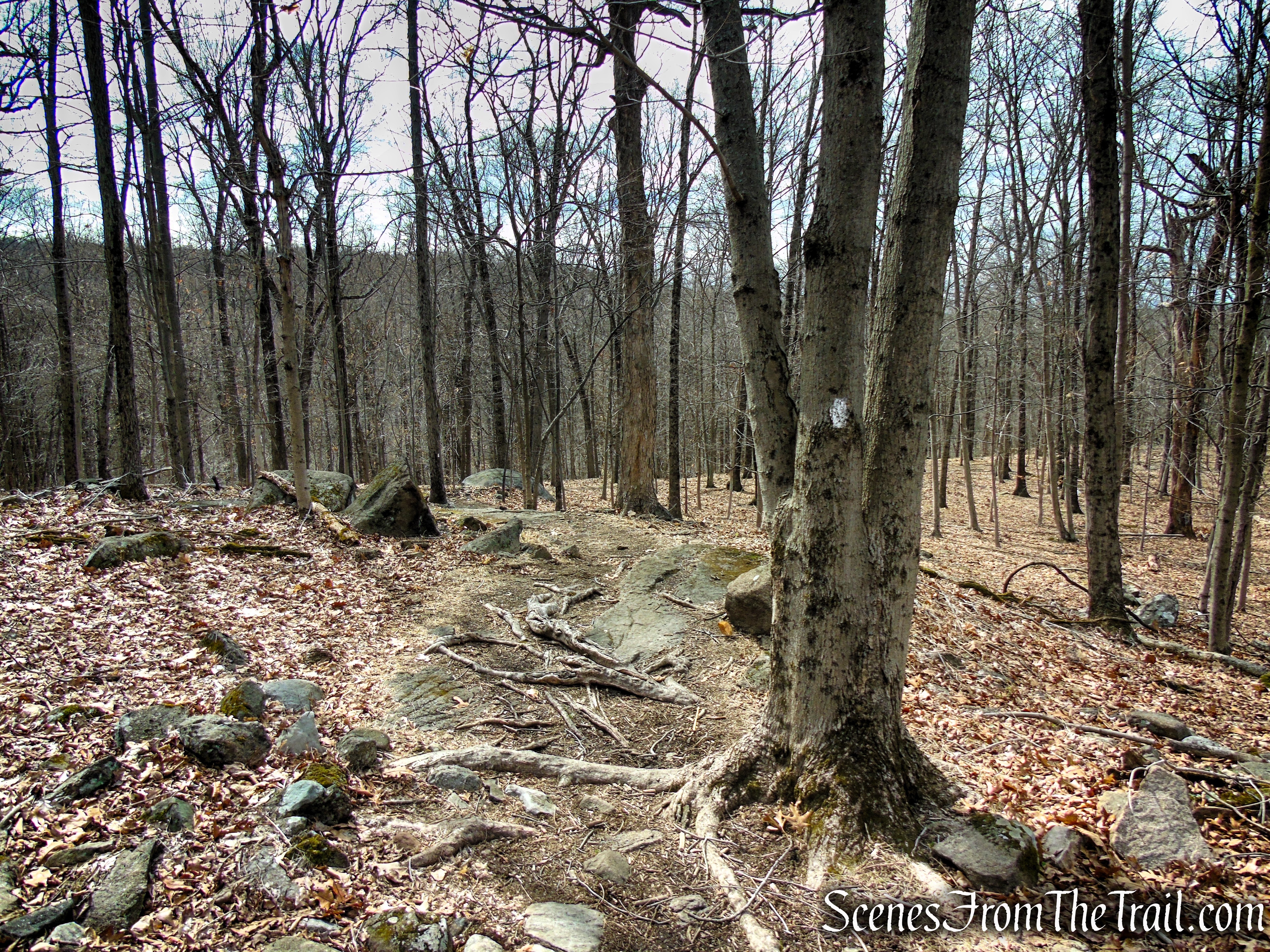 White Trail - Clausland Mountain Park