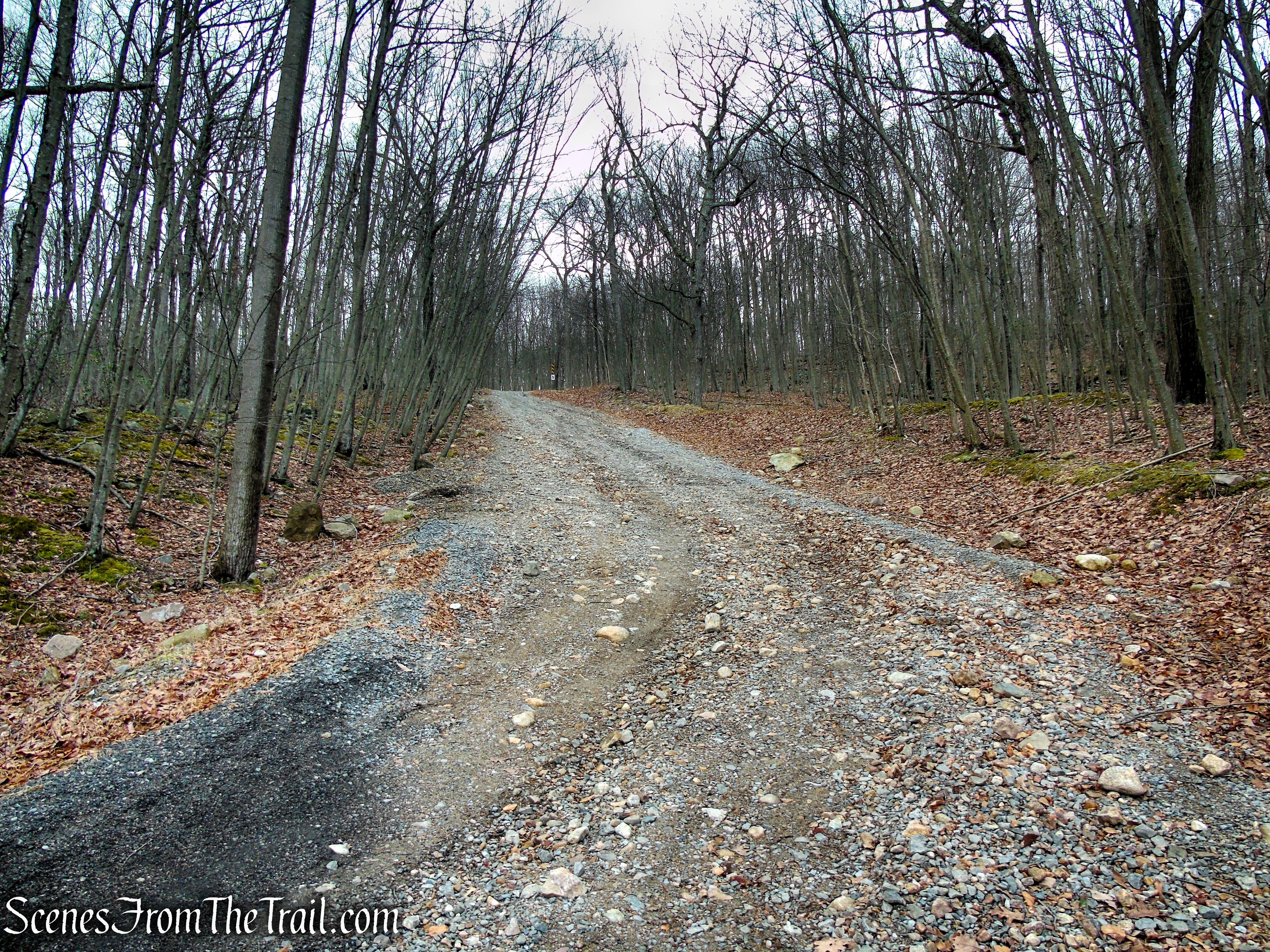 Fire Tower Trail - Mahlon Dickerson Reservation