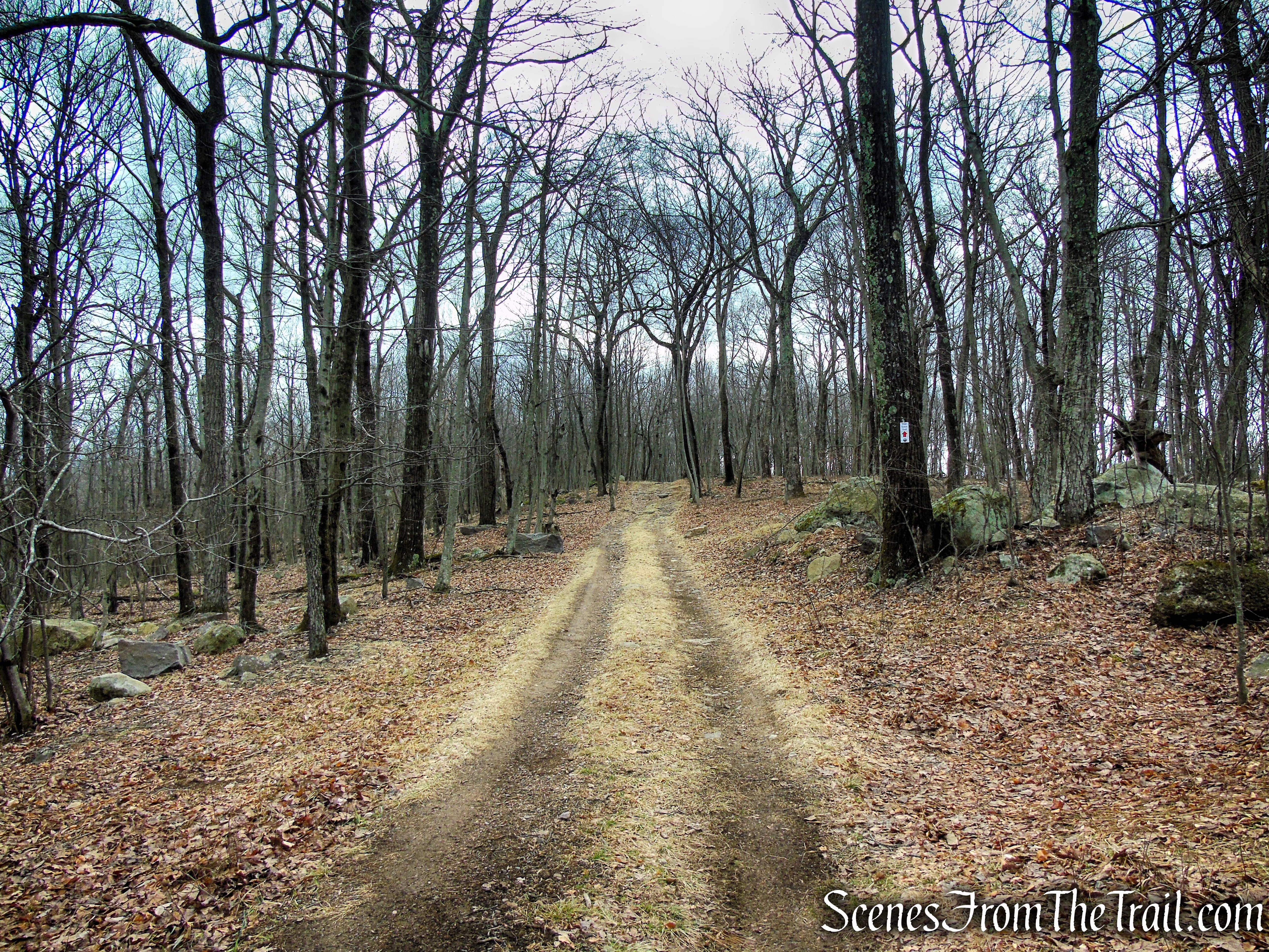 Fire Tower Trail - Mahlon Dickerson Reservation