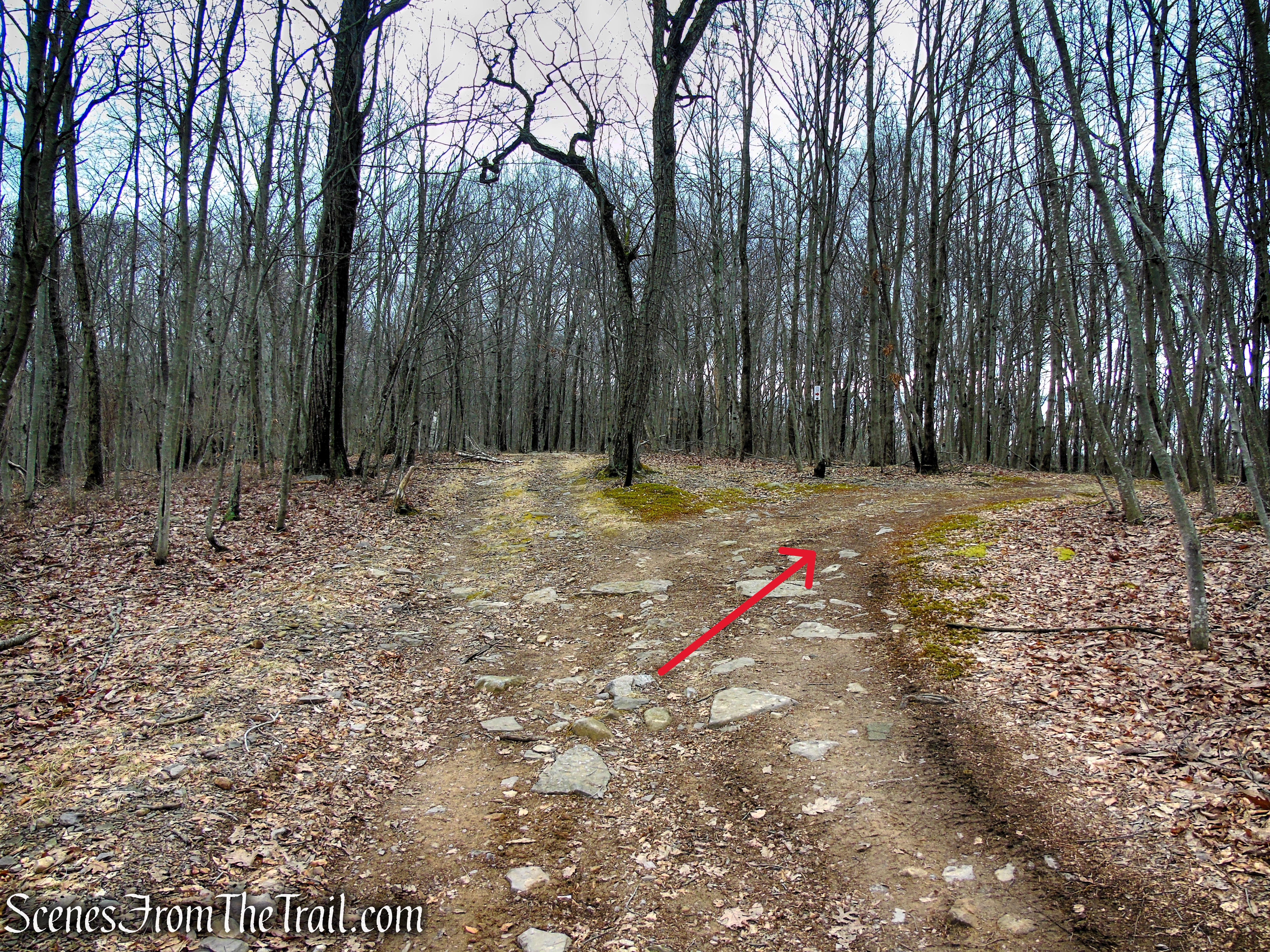 Fire Tower Trail - Mahlon Dickerson Reservation