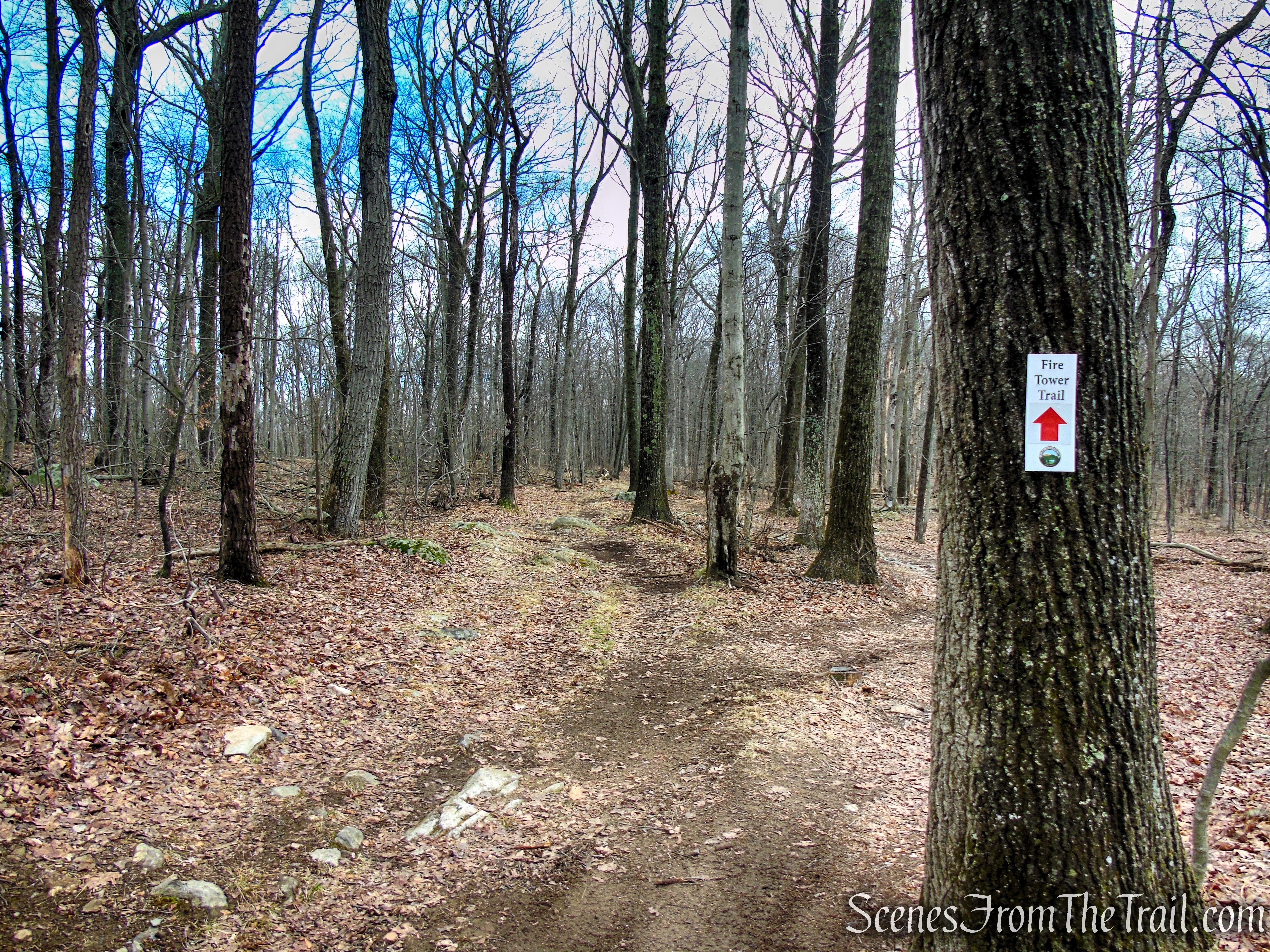 Fire Tower Trail - Mahlon Dickerson Reservation
