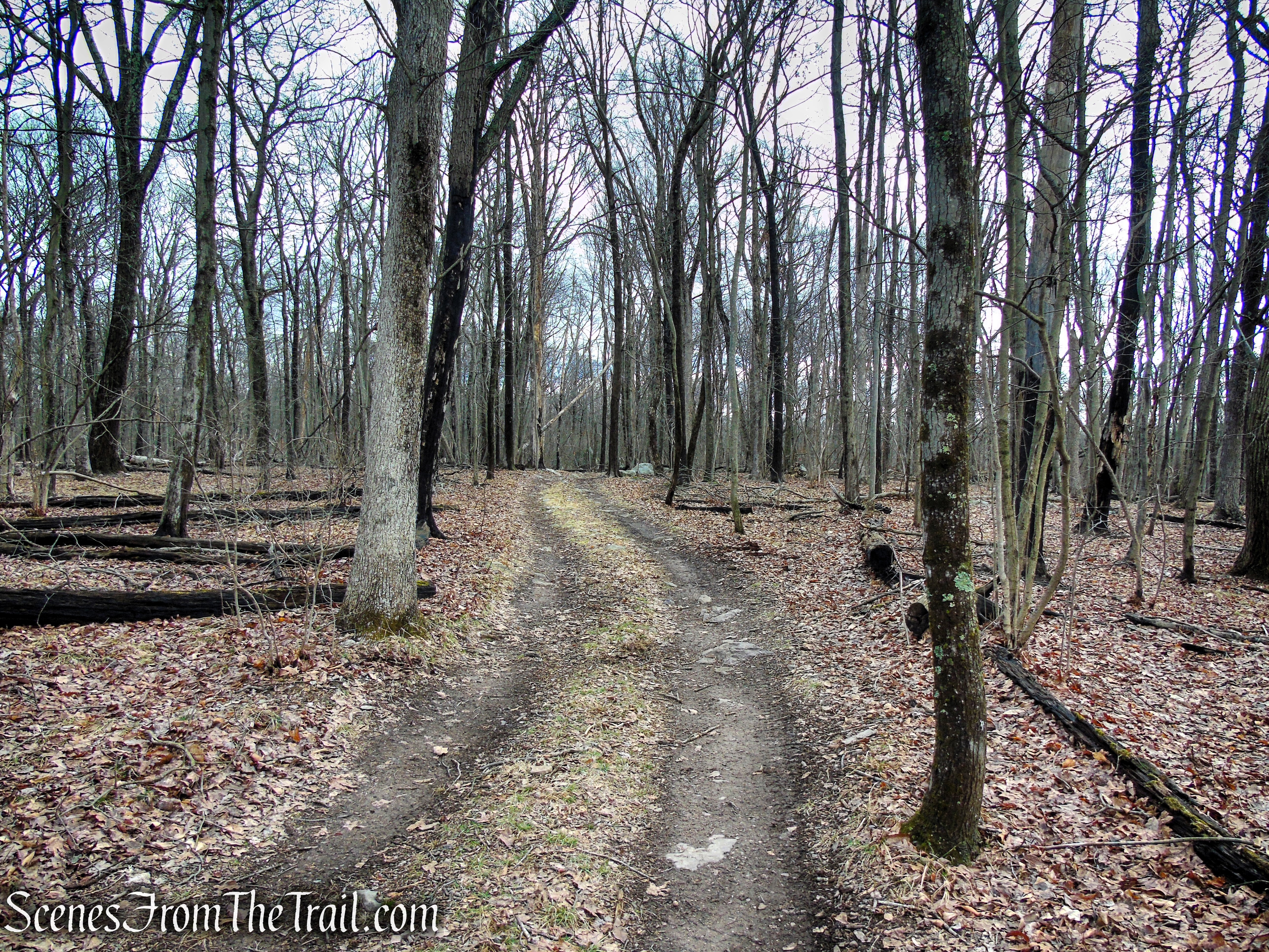 Fire Tower Trail - Mahlon Dickerson Reservation