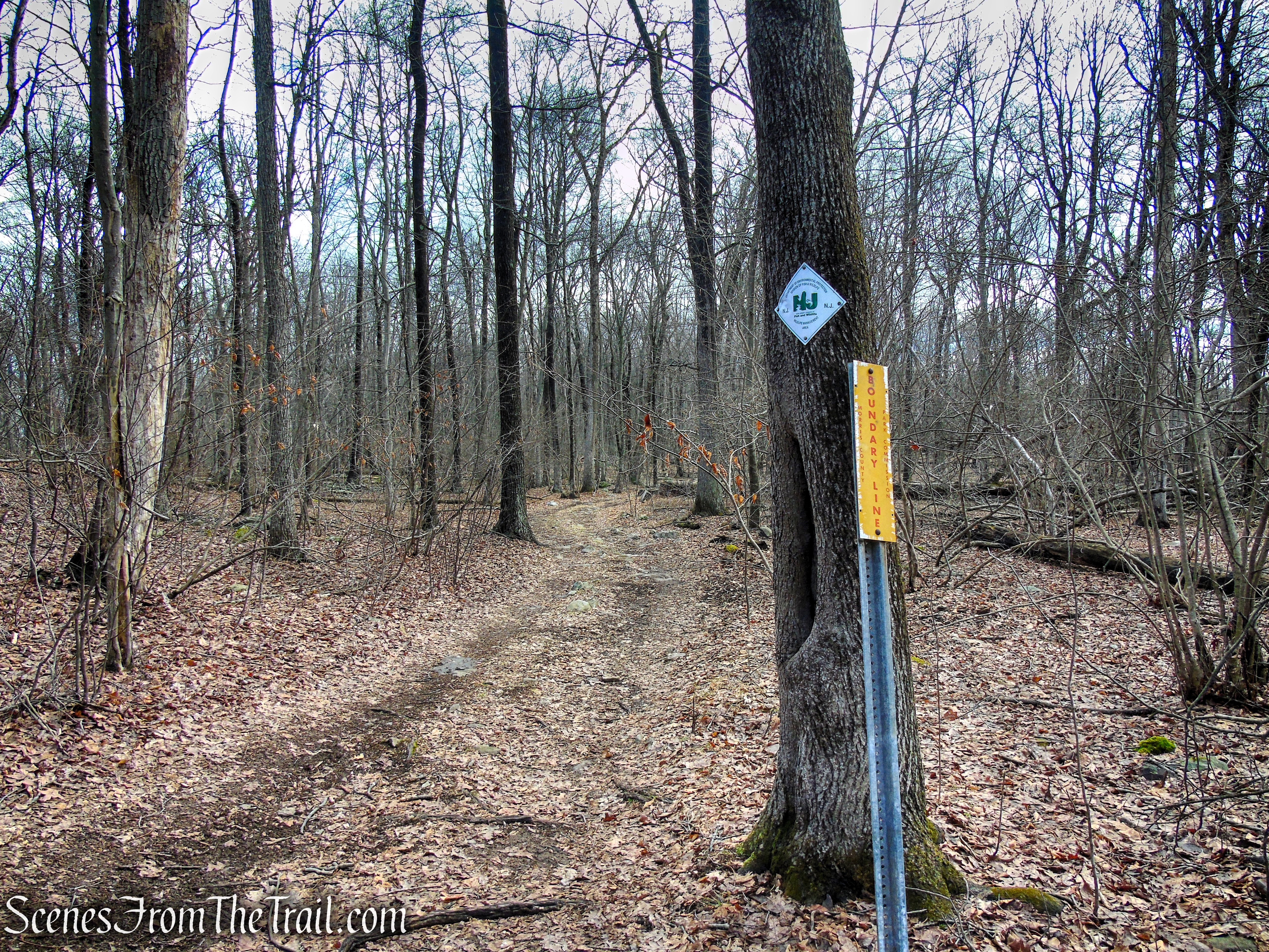 Fire Tower Trail - Mahlon Dickerson Reservation