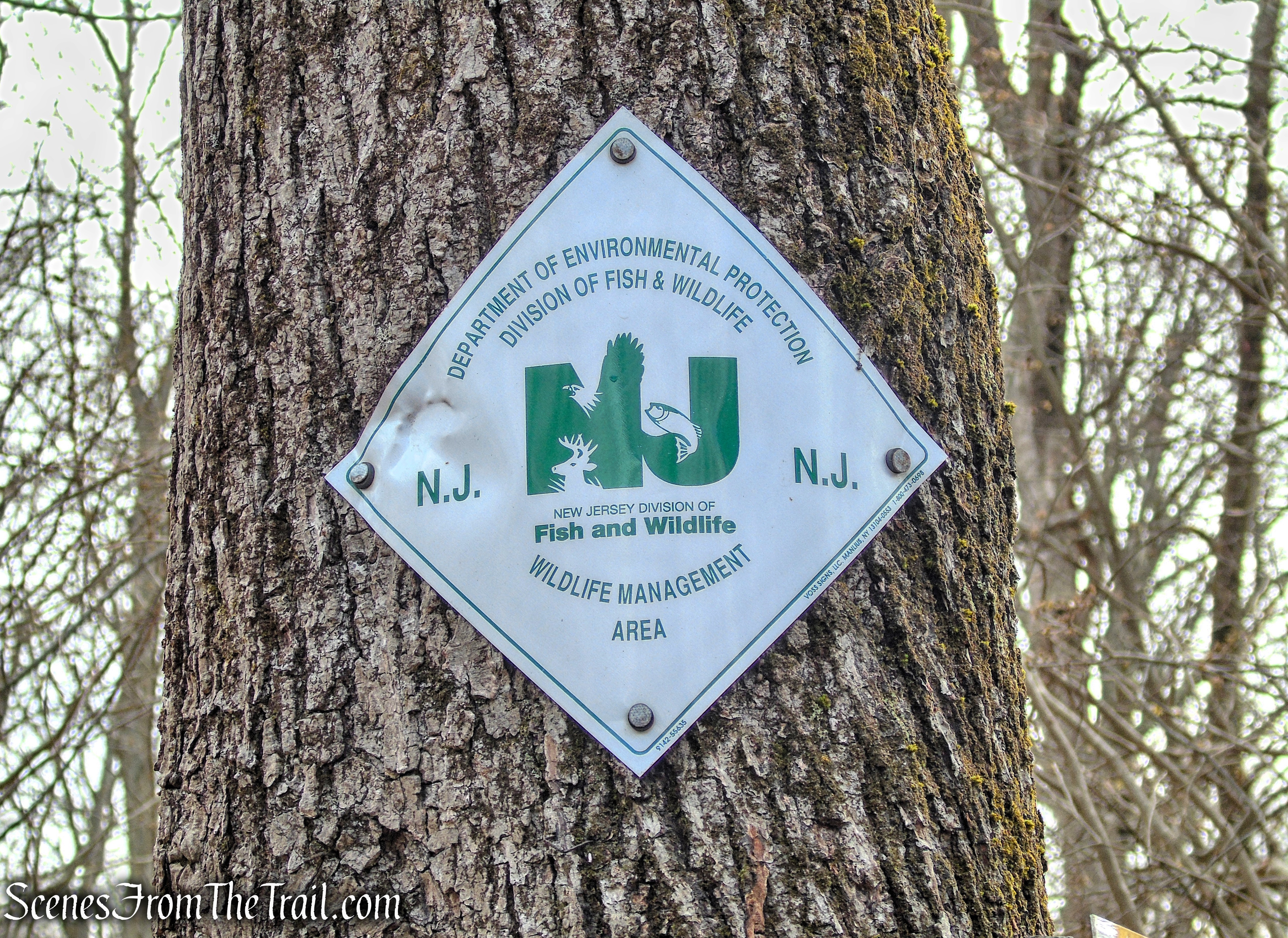 Fire Tower Trail - Mahlon Dickerson Reservation