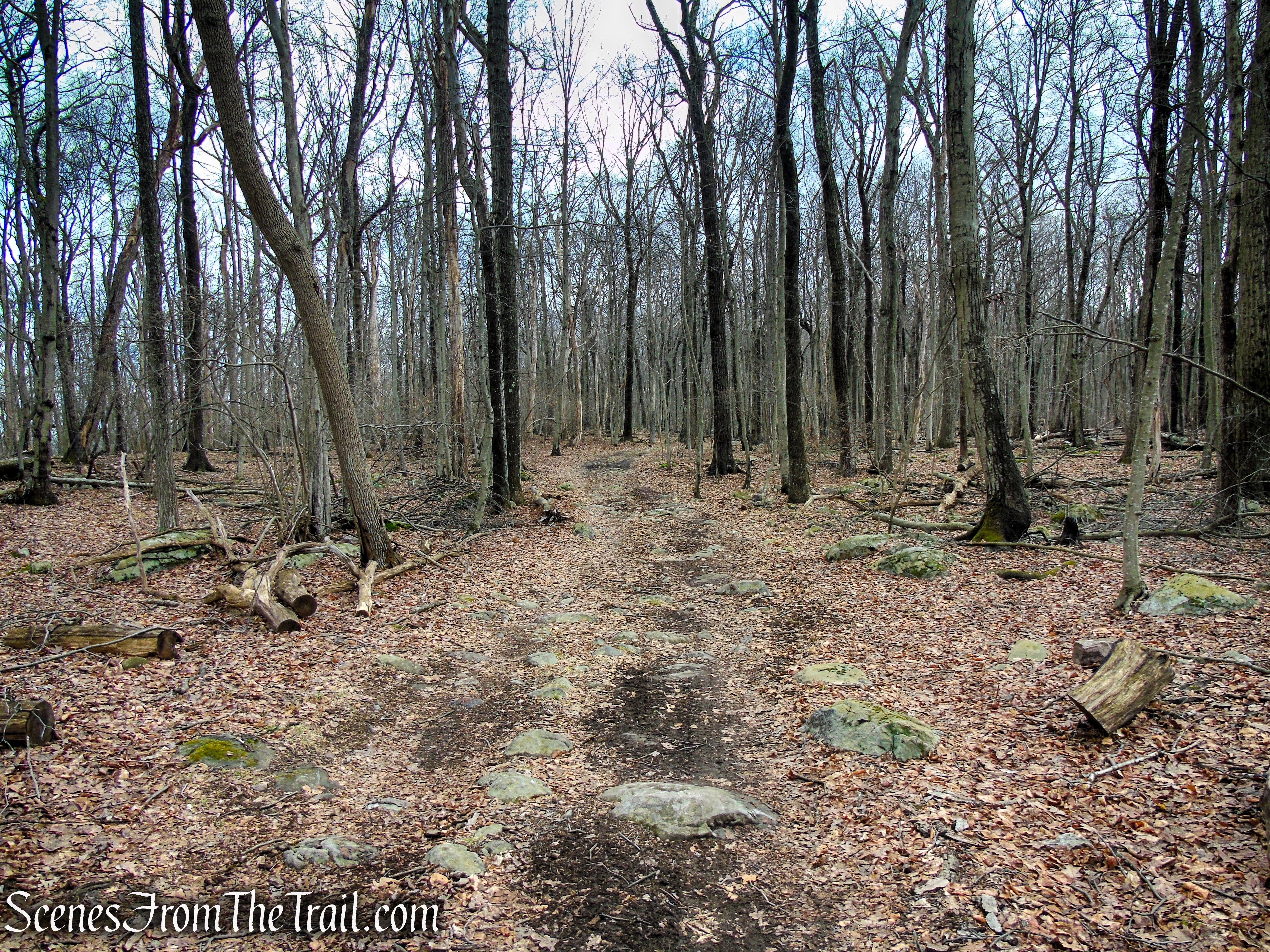 Fire Tower Trail - Mahlon Dickerson Reservation
