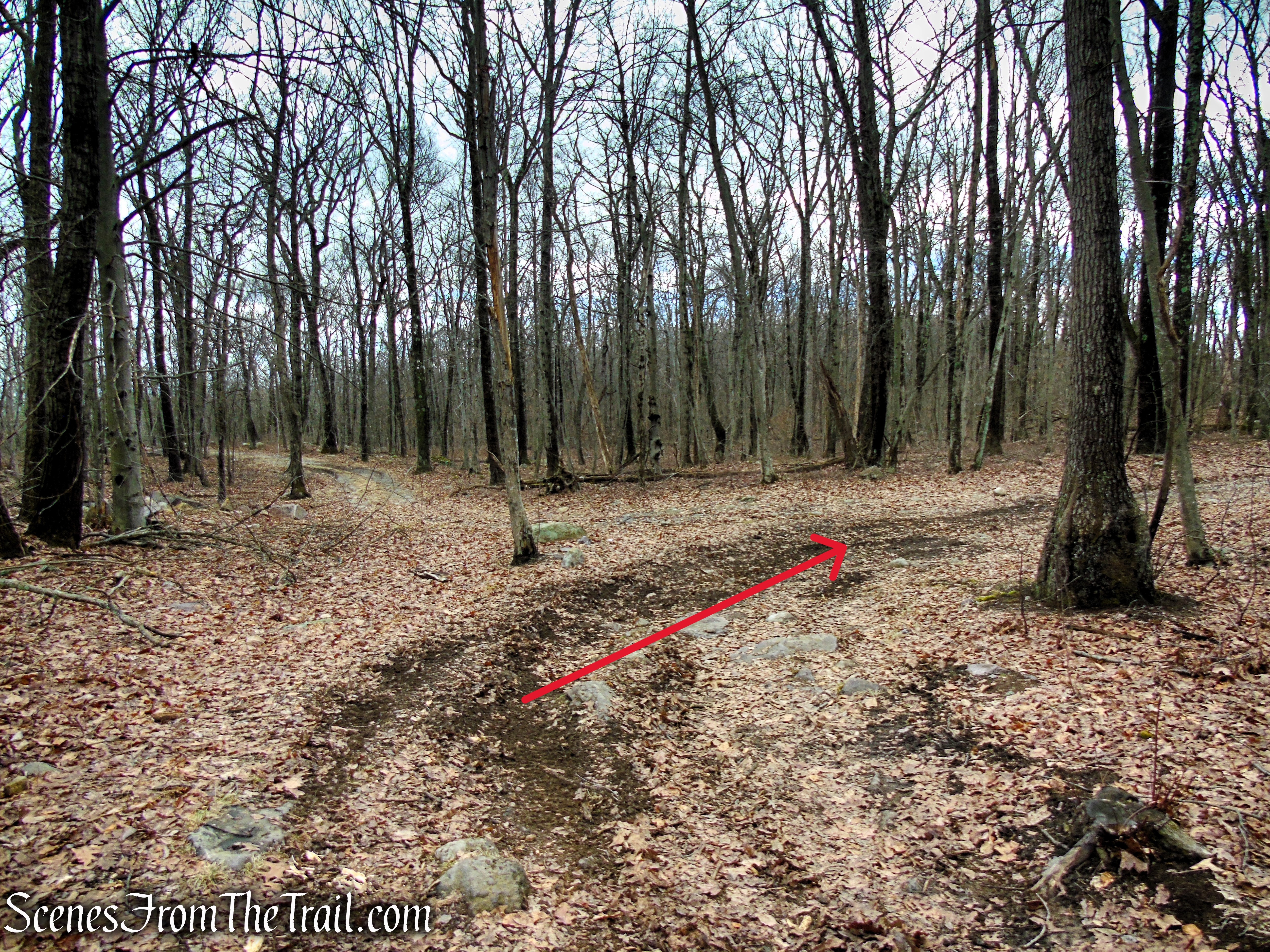 Fire Tower Trail - Mahlon Dickerson Reservation