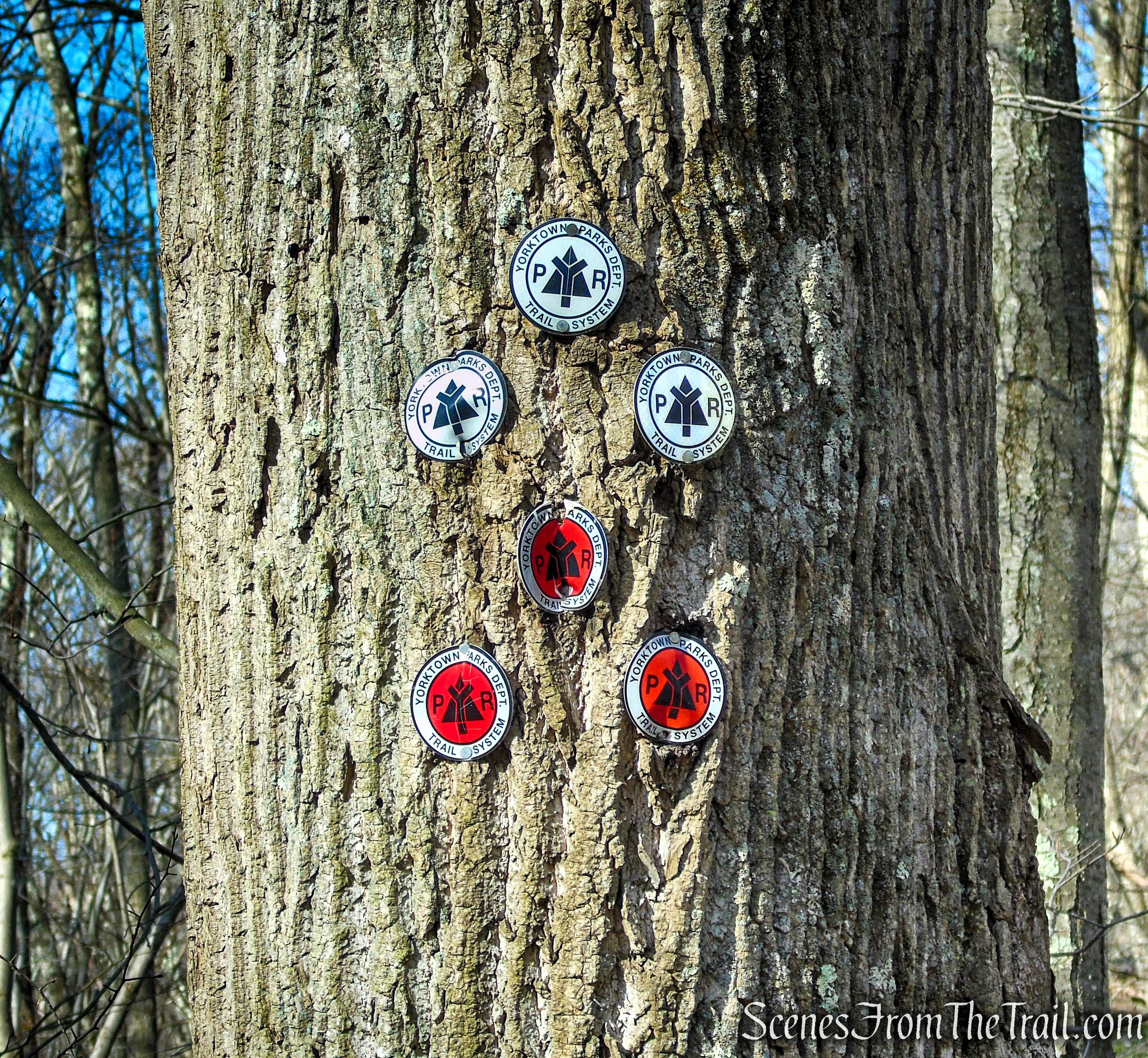 White Trail - Turkey Mountain Nature Preserve