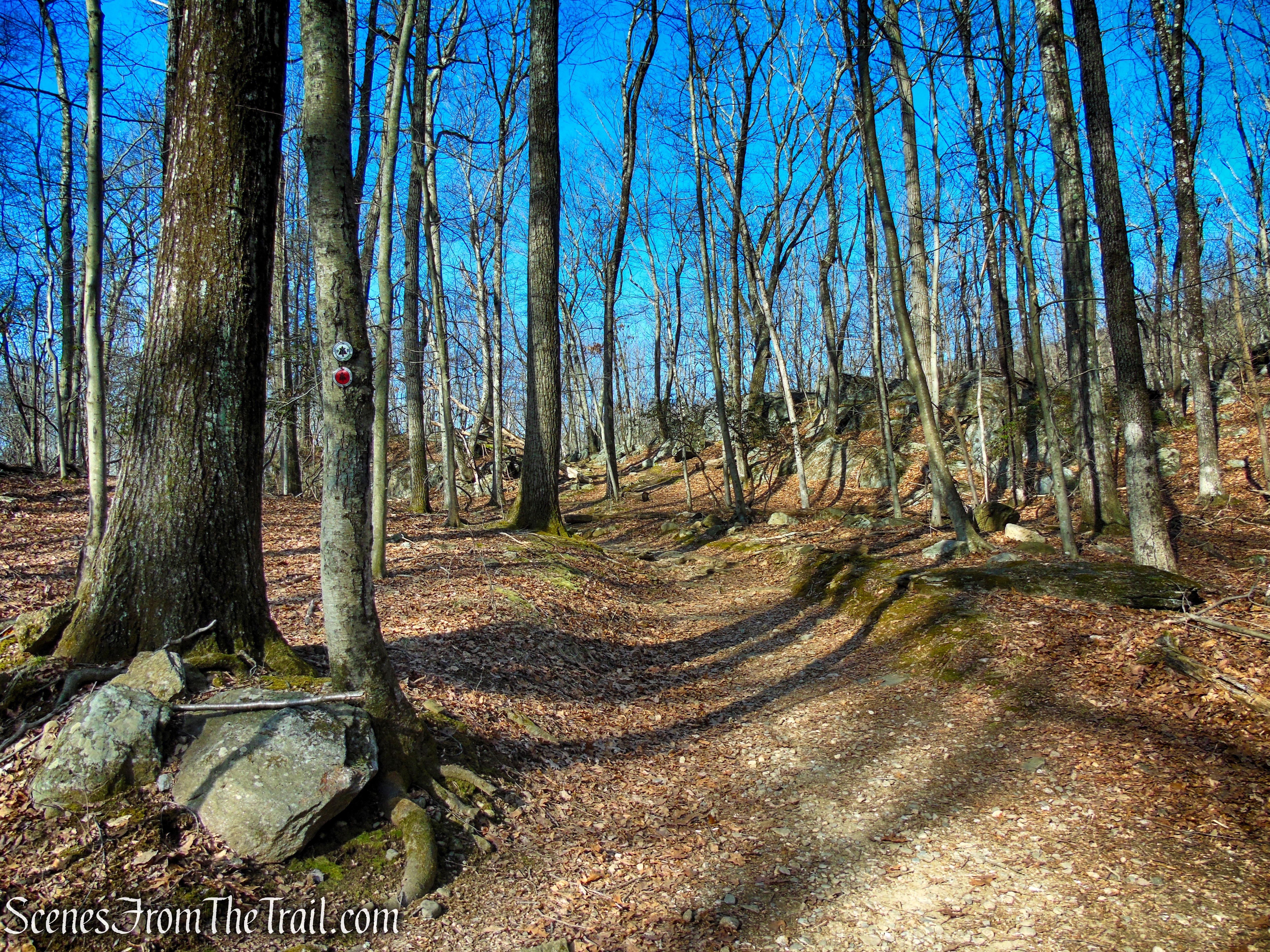 White Trail - Turkey Mountain Nature Preserve