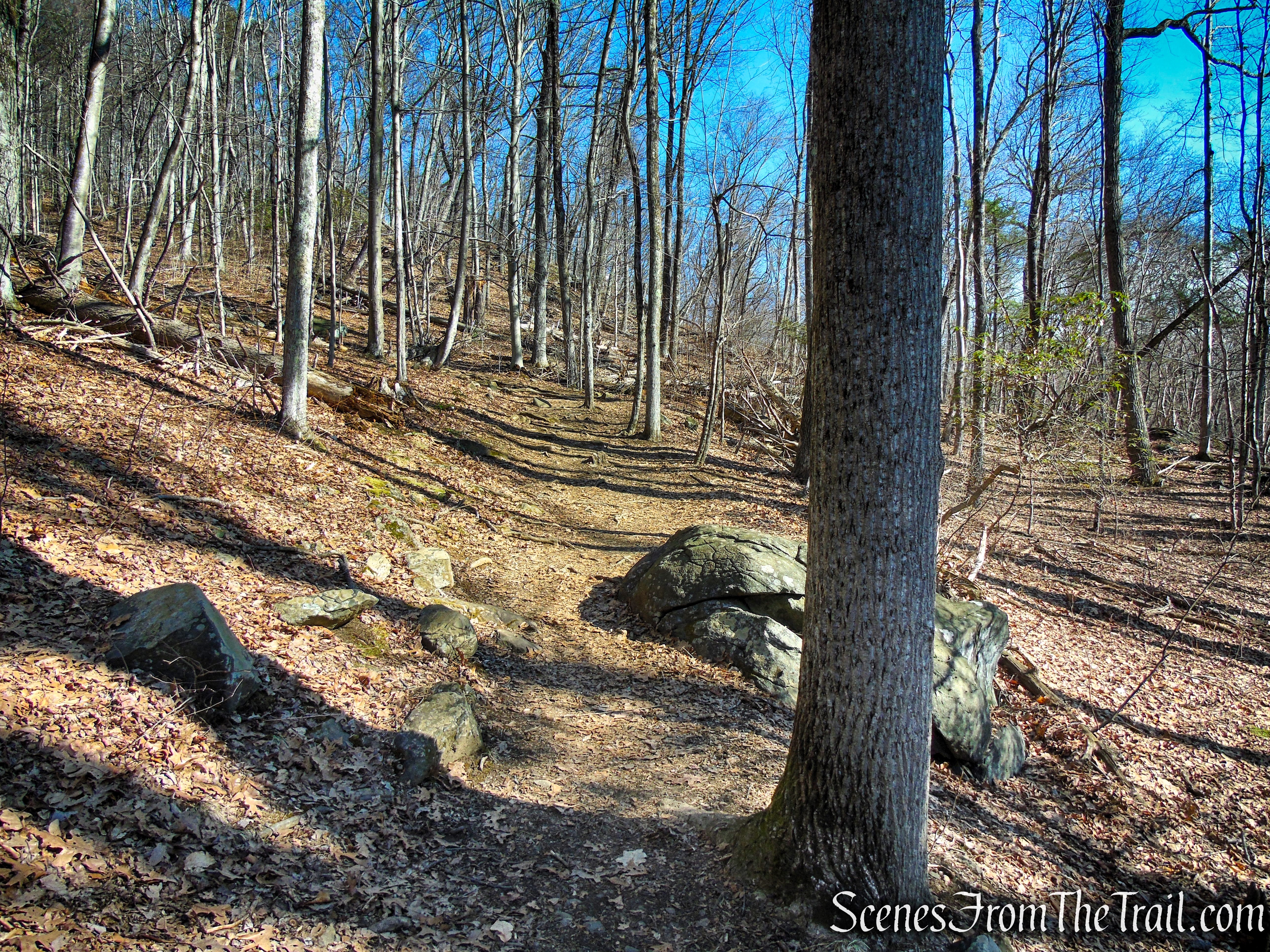 White Trail - Turkey Mountain Nature Preserve