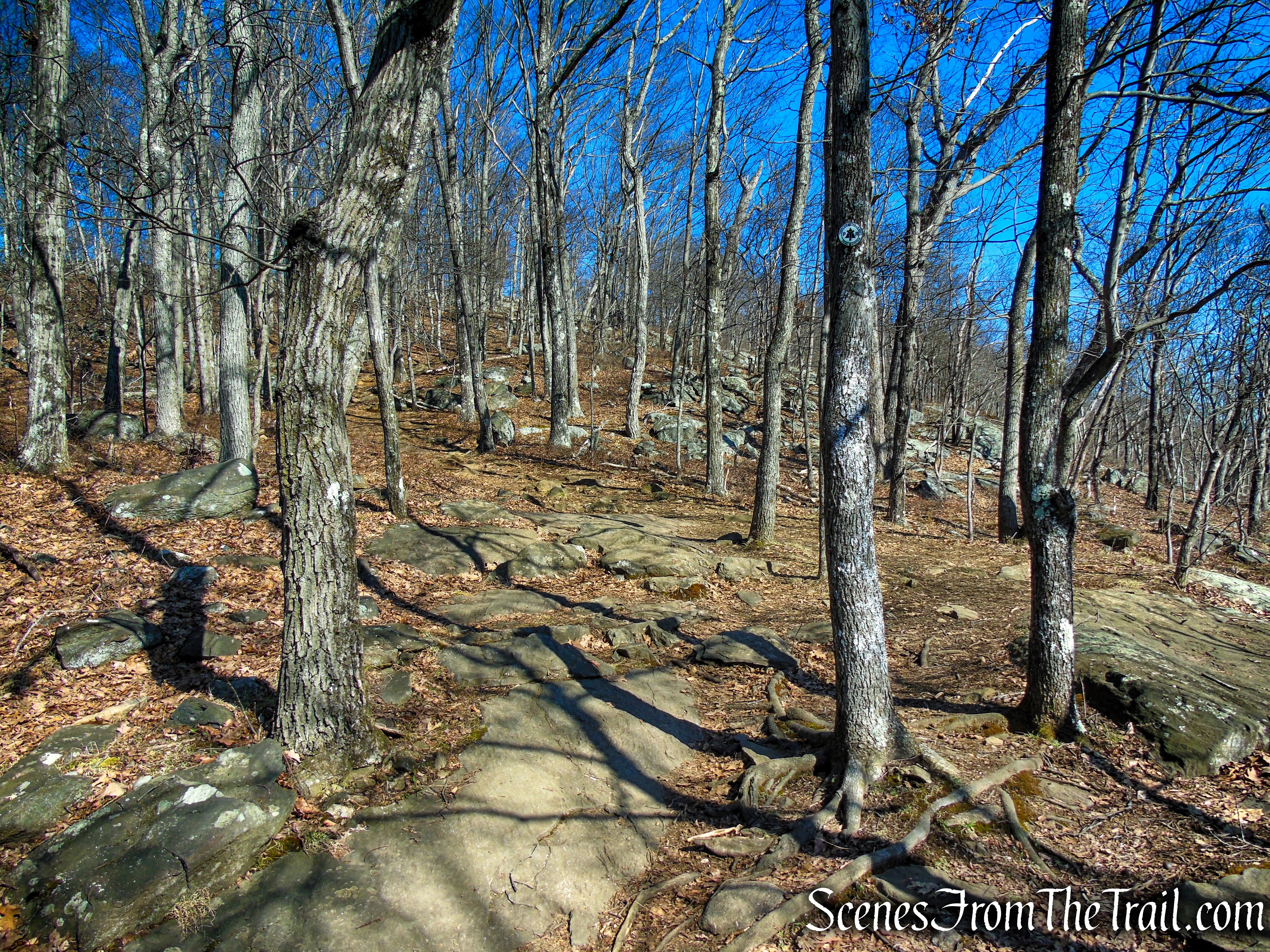 White Trail - Turkey Mountain Nature Preserve
