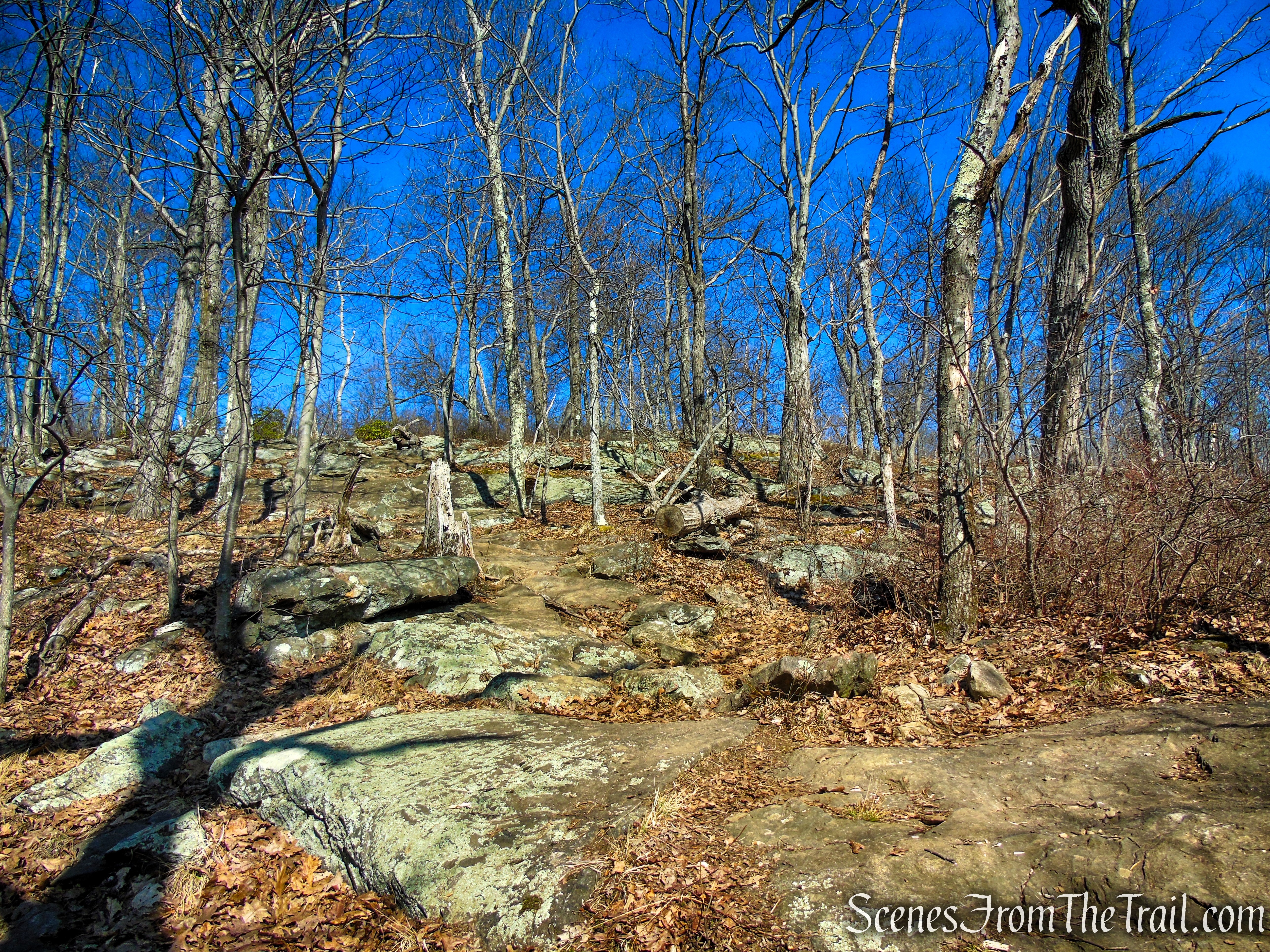 White Trail - Turkey Mountain Nature Preserve