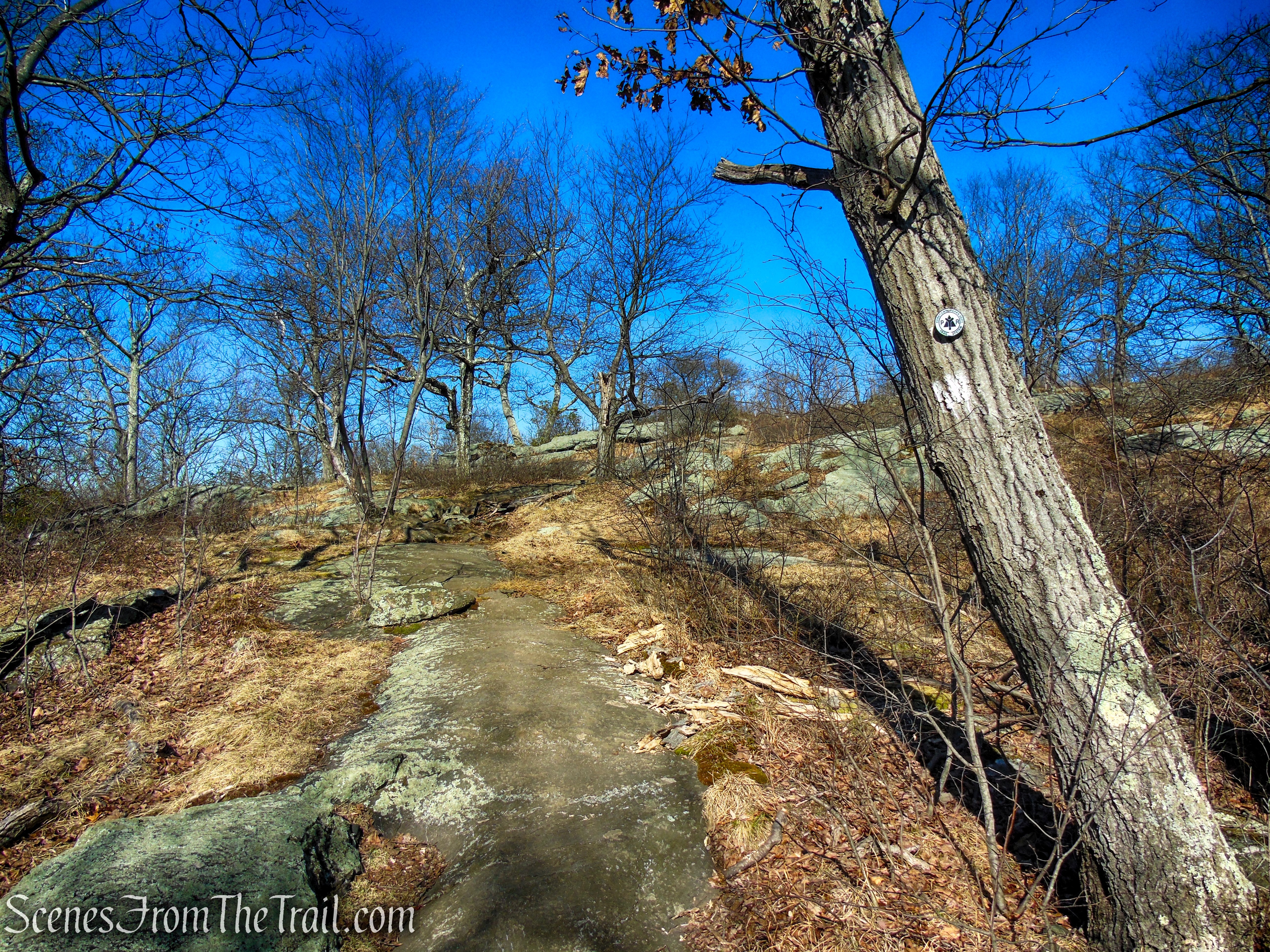 White Trail - Turkey Mountain Nature Preserve