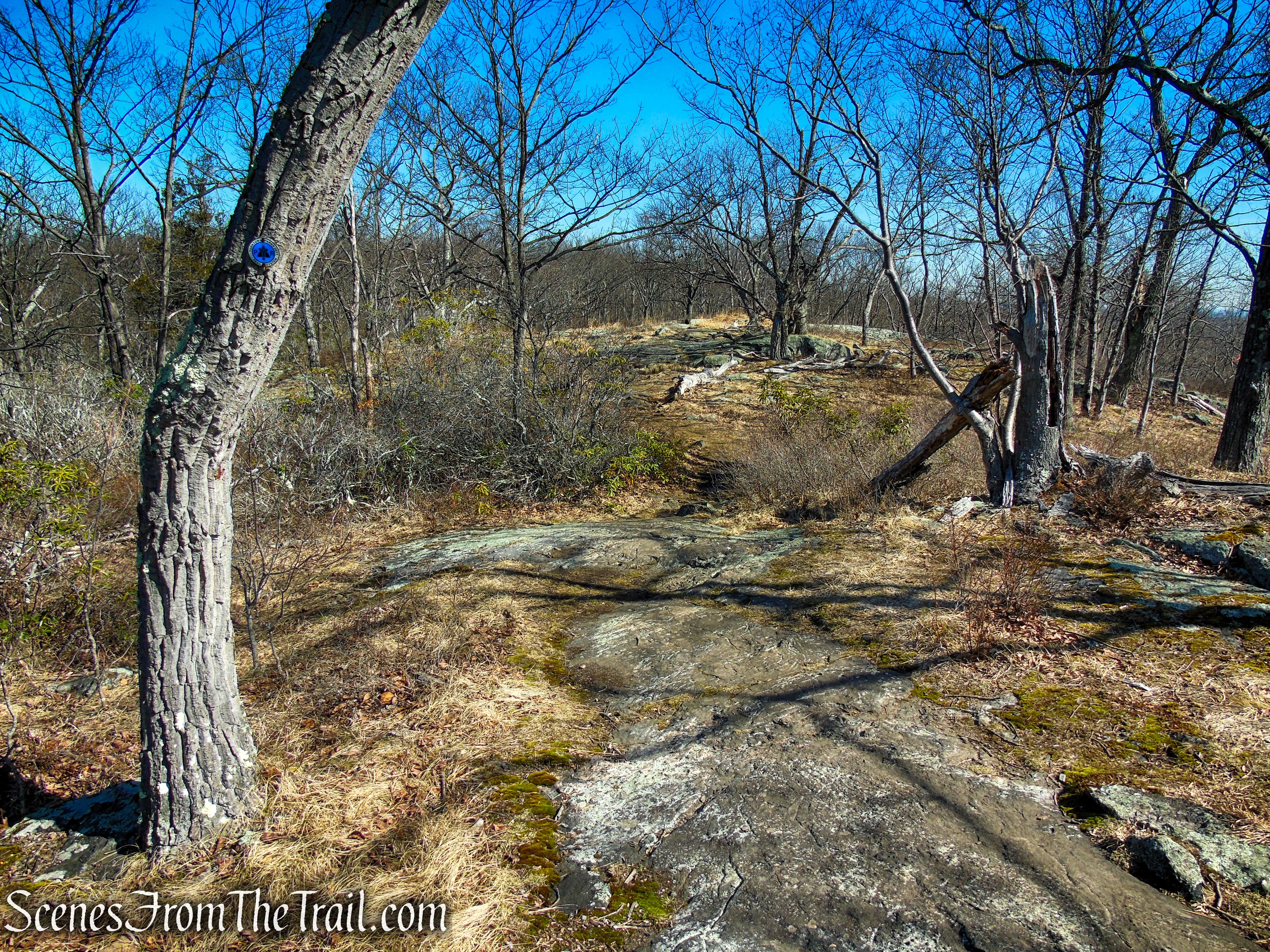 Blue Trail - Turkey Mountain Nature Preserve
