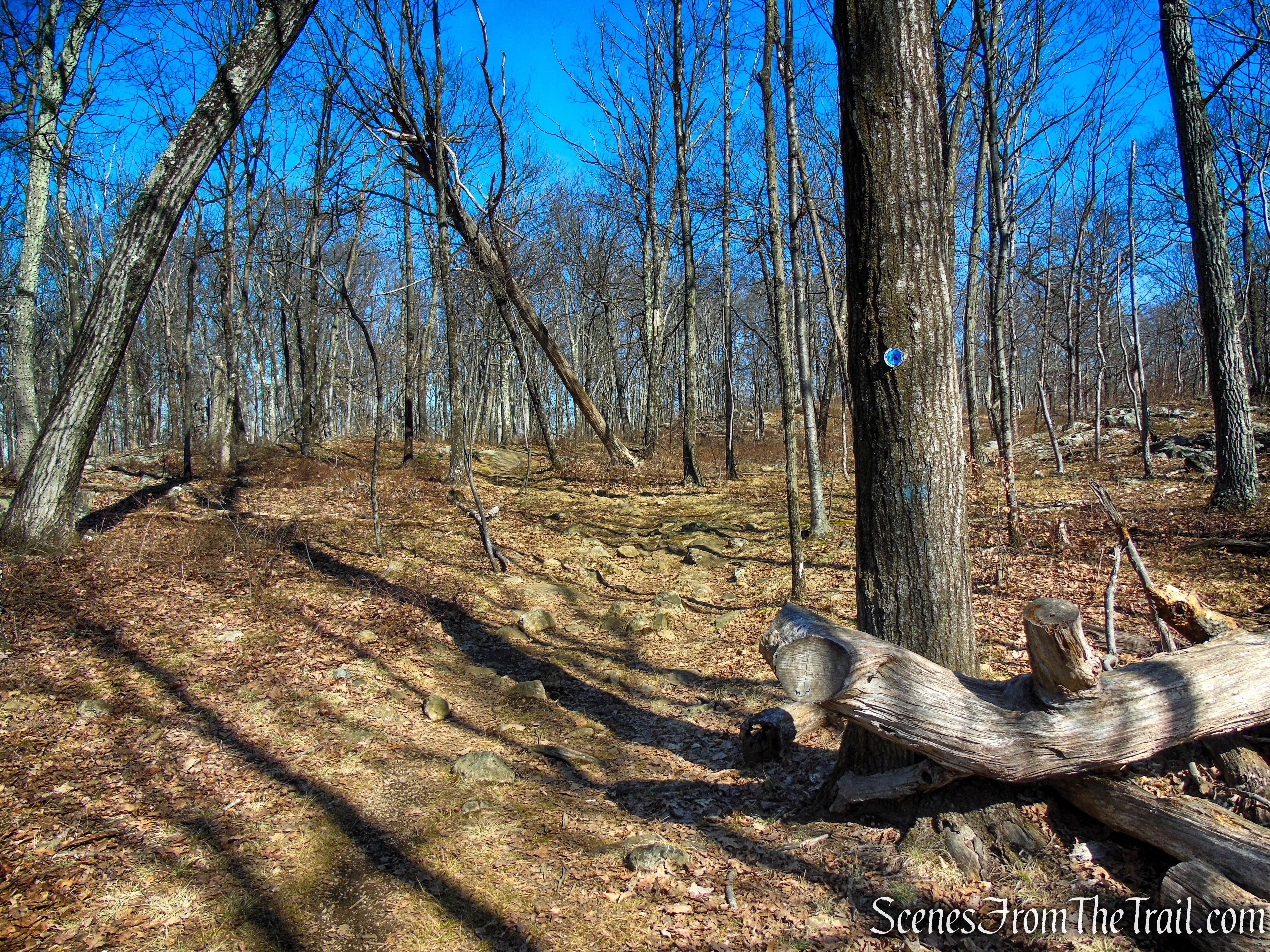 Blue Trail - Turkey Mountain Nature Preserve