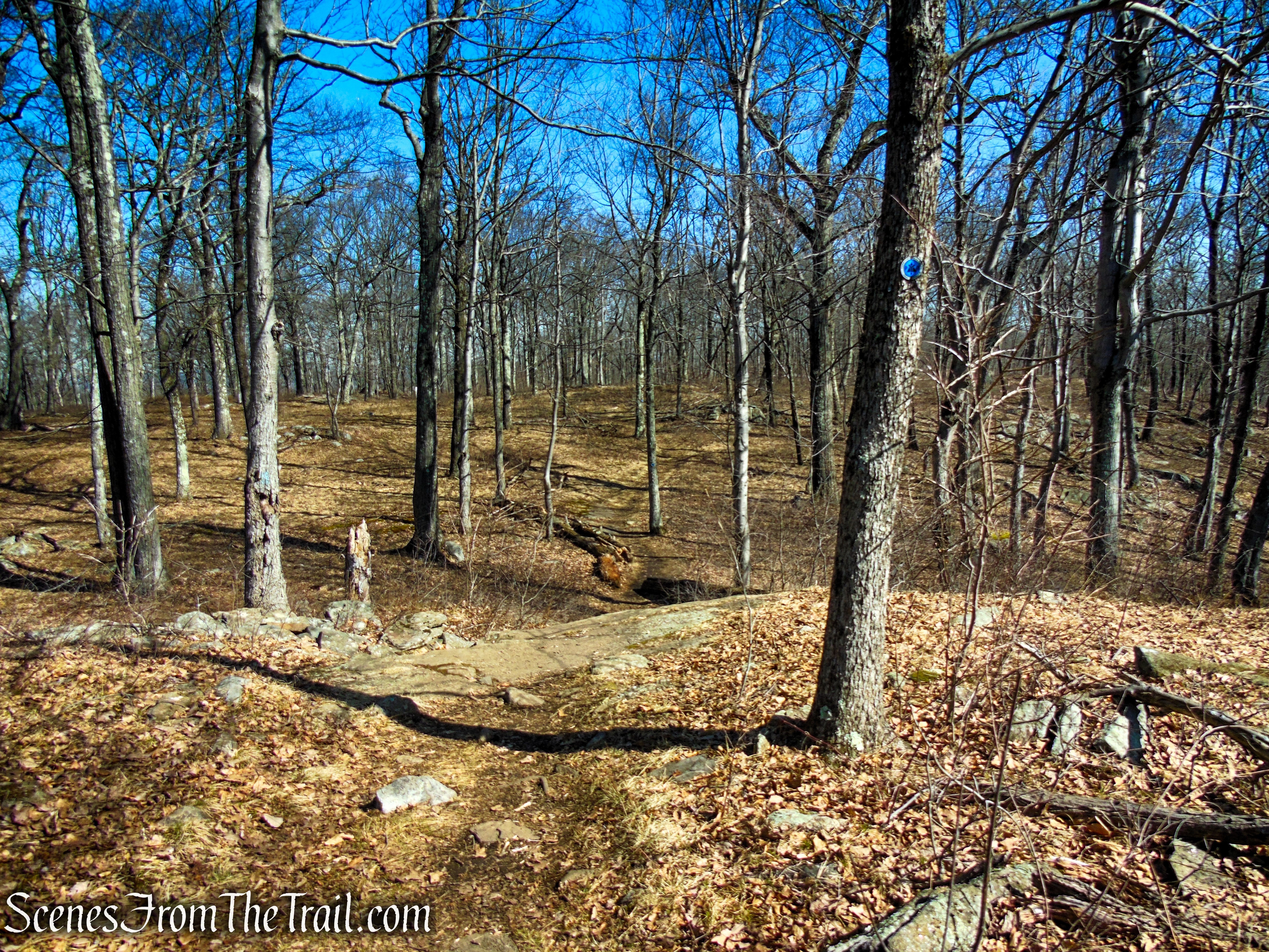 Blue Trail - Turkey Mountain Nature Preserve
