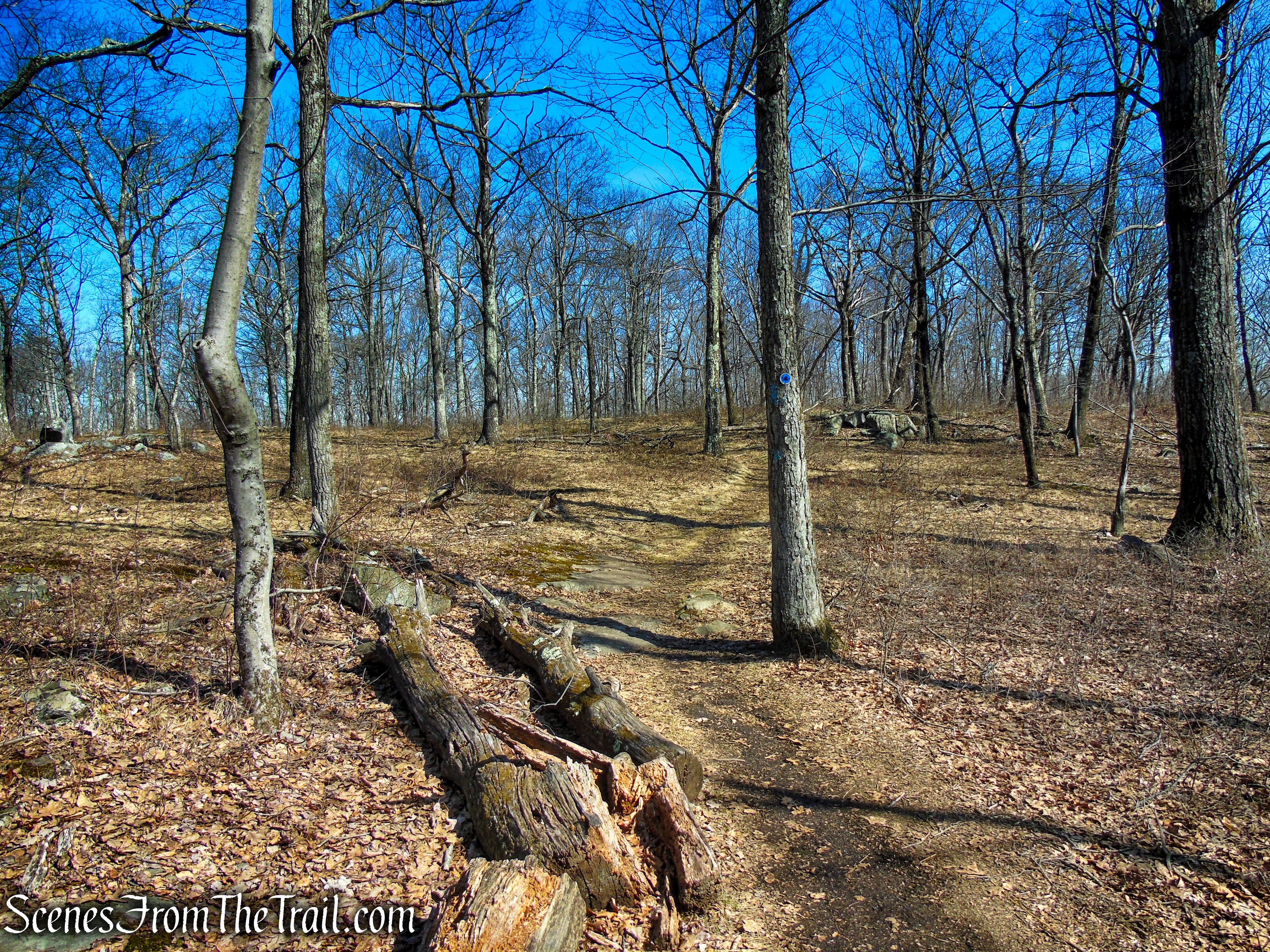 Blue Trail - Turkey Mountain Nature Preserve