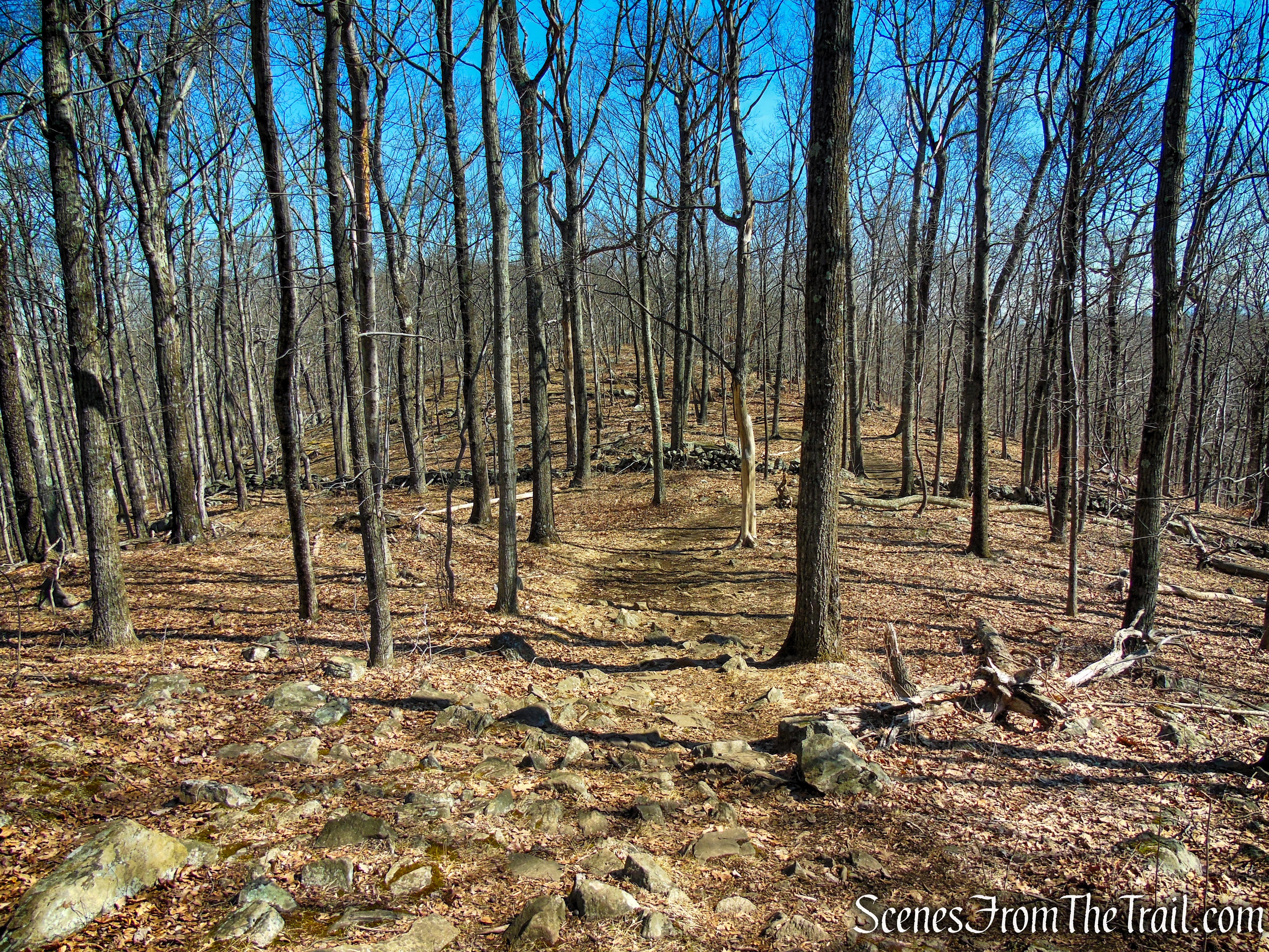 Blue Trail - Turkey Mountain Nature Preserve