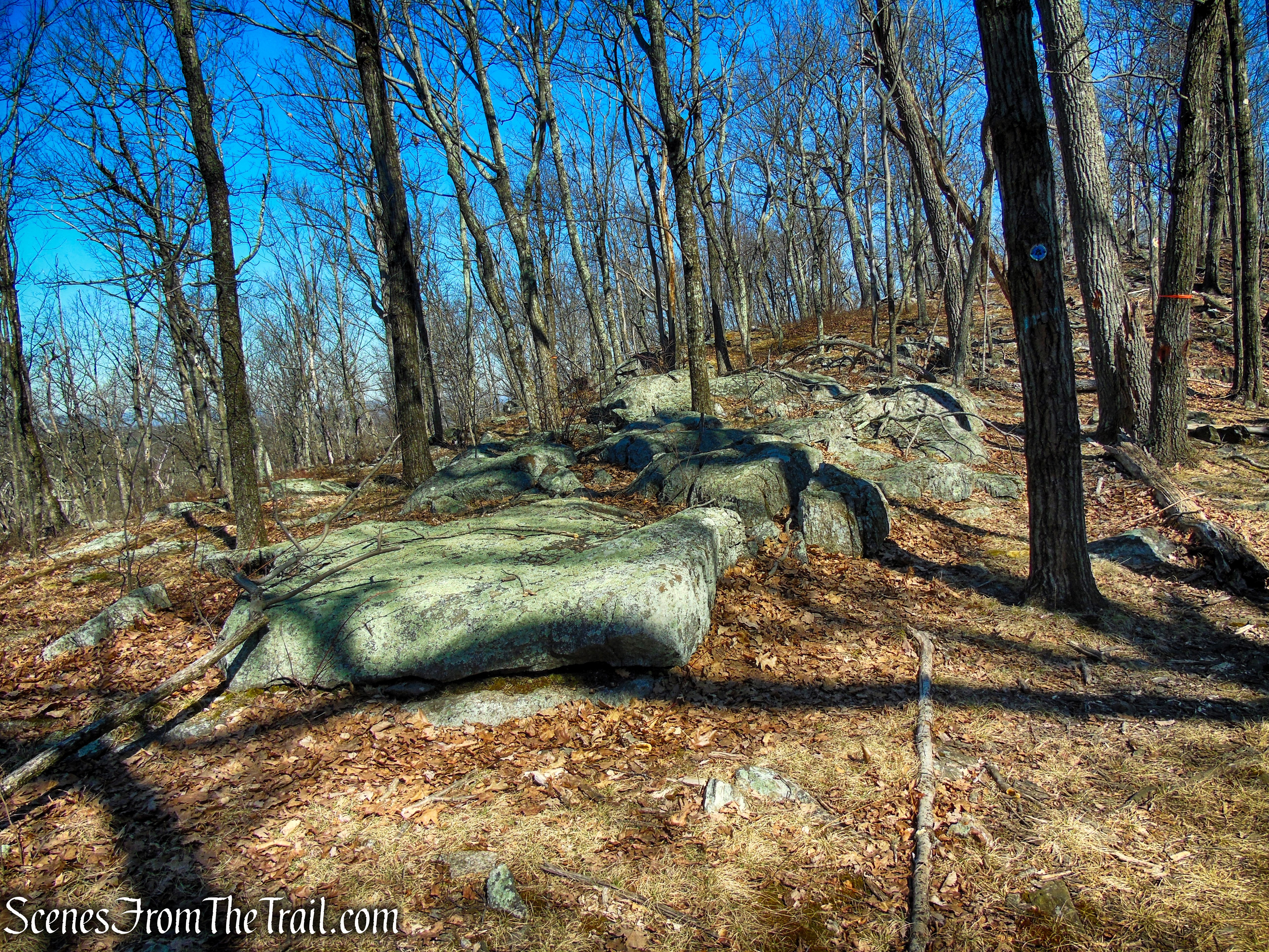 Blue Trail - Turkey Mountain Nature Preserve