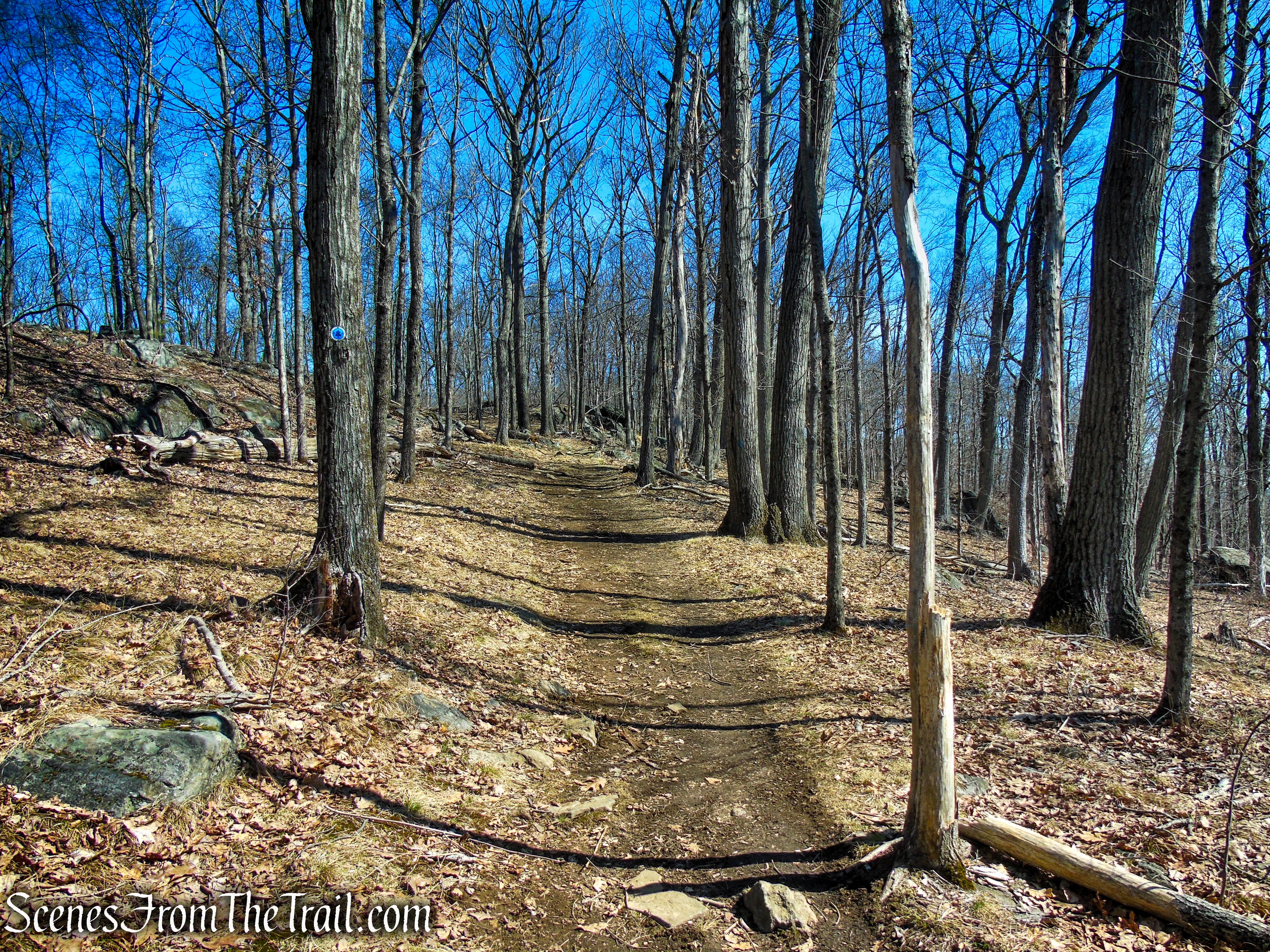 Blue Trail - Turkey Mountain Nature Preserve
