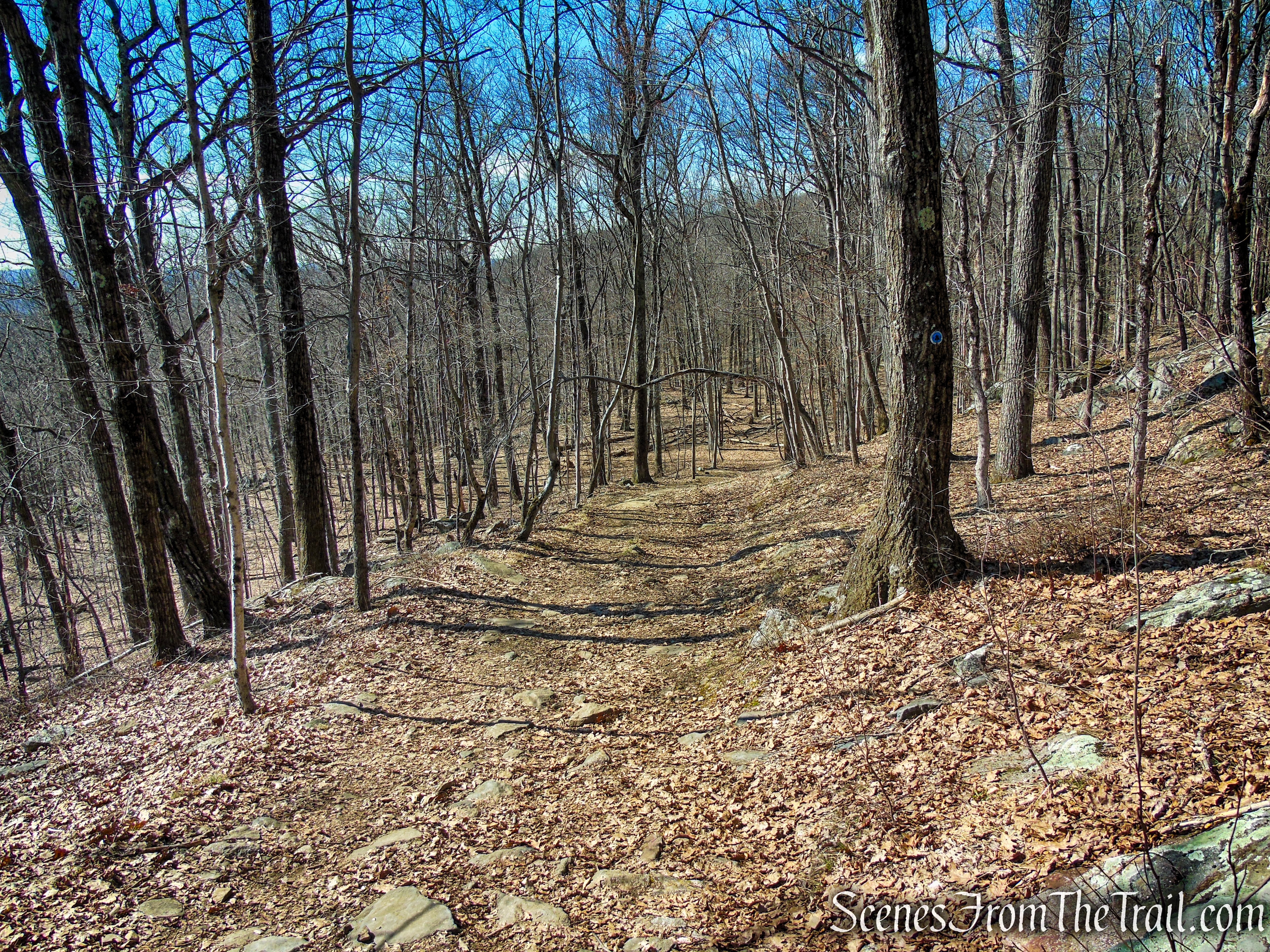 Blue Trail - Turkey Mountain Nature Preserve