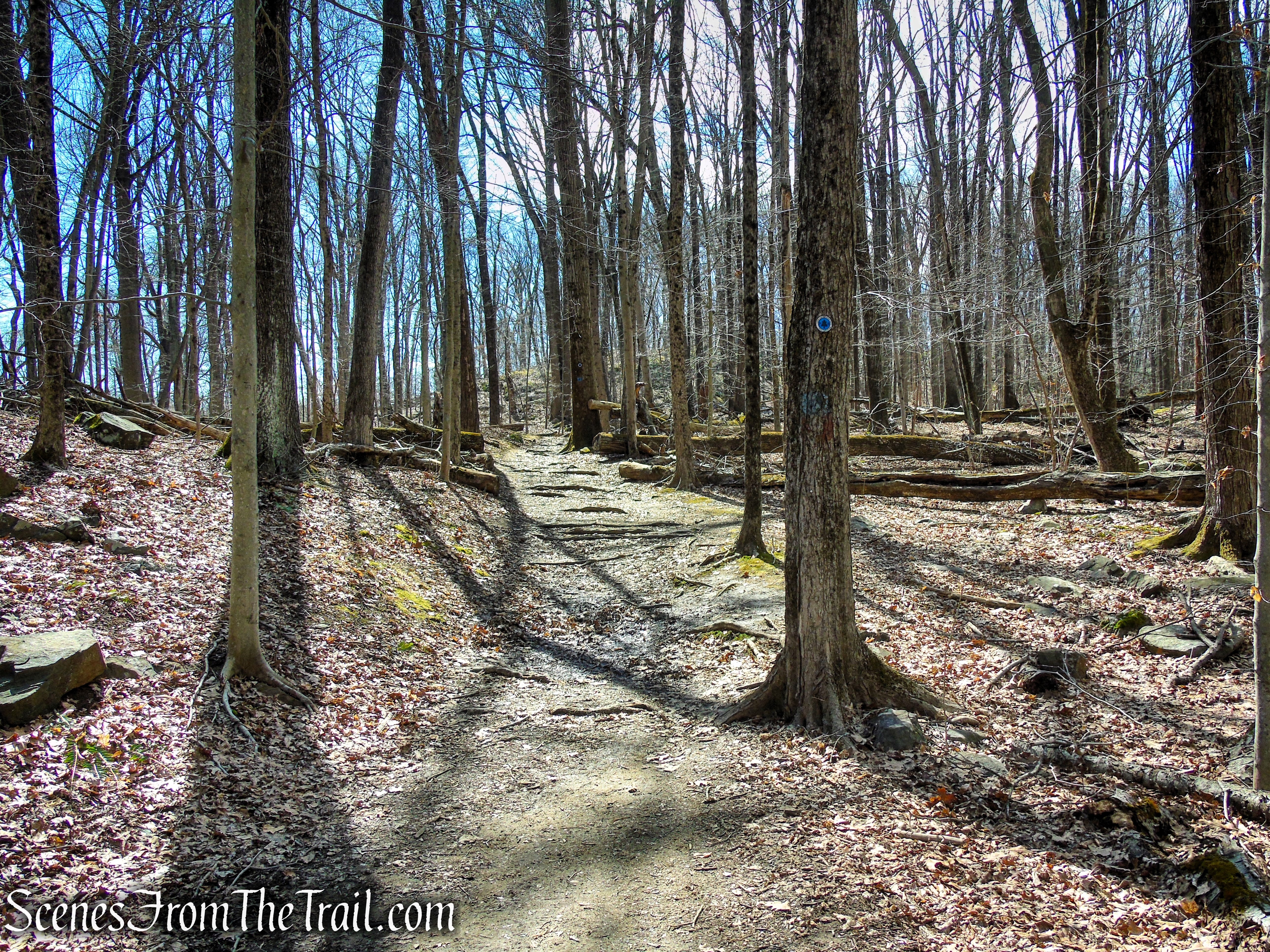 Blue Trail - Turkey Mountain Nature Preserve