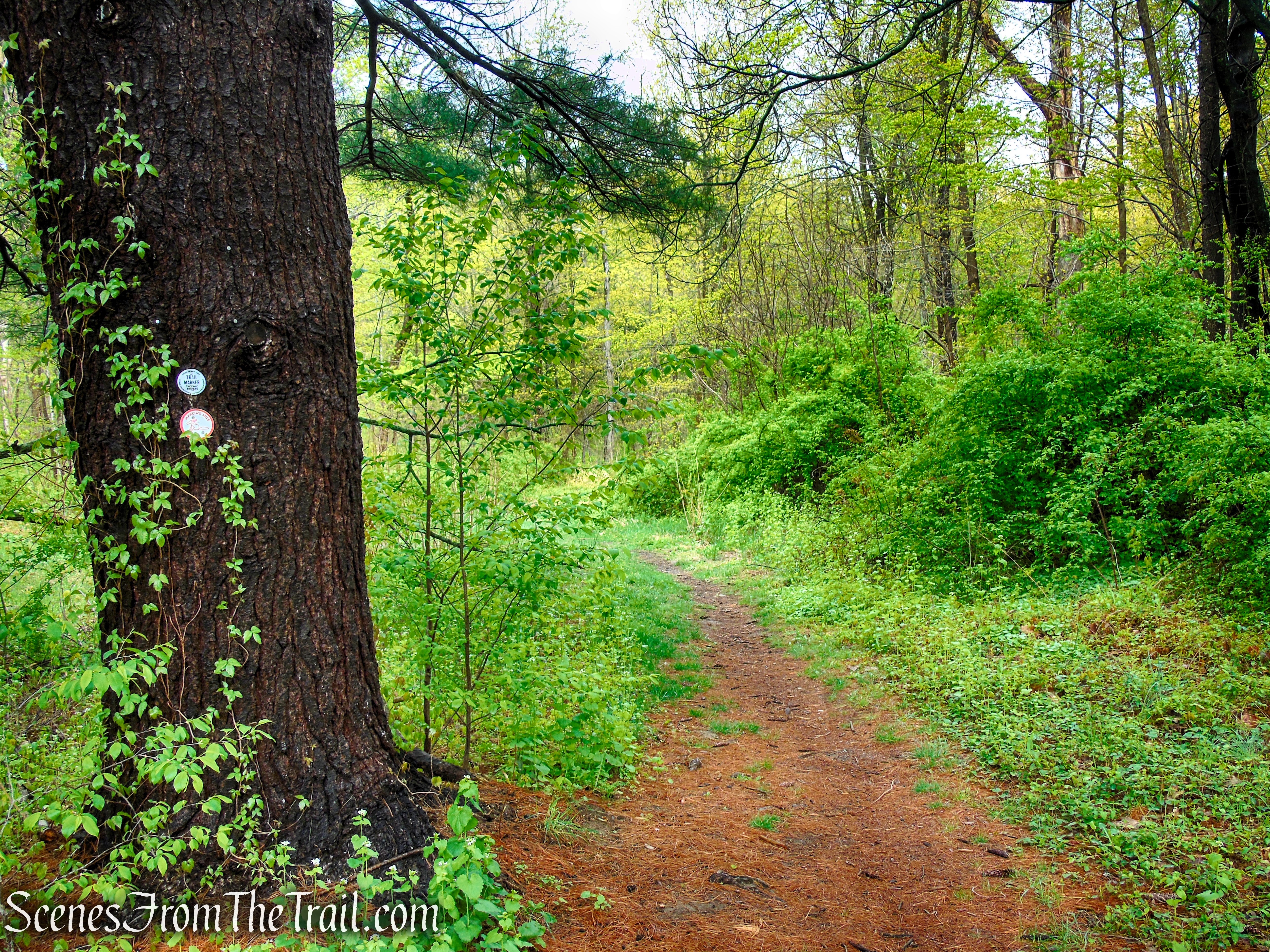 Marcia’s Mile Trail