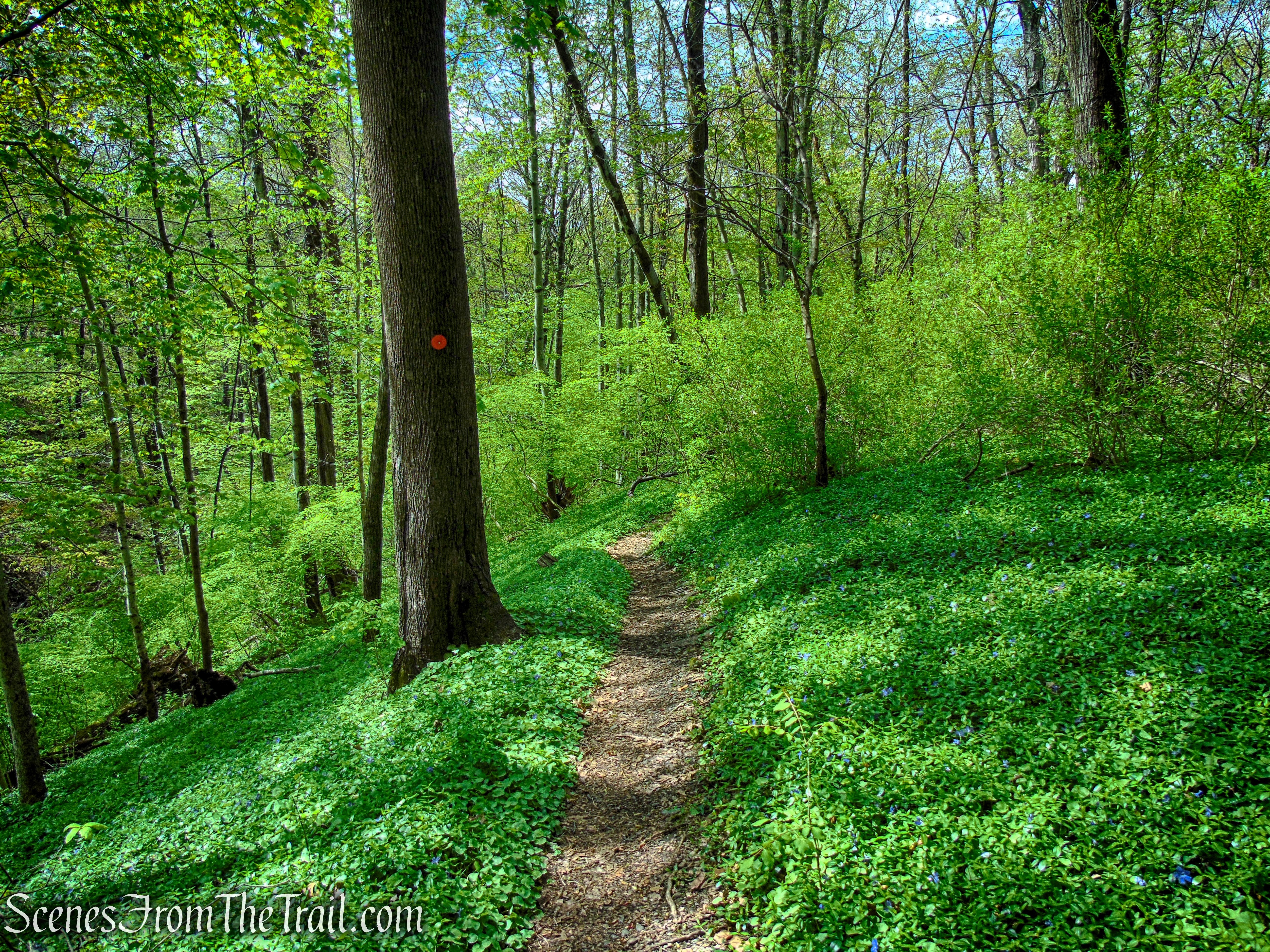 Glenclyffe Loop Trail