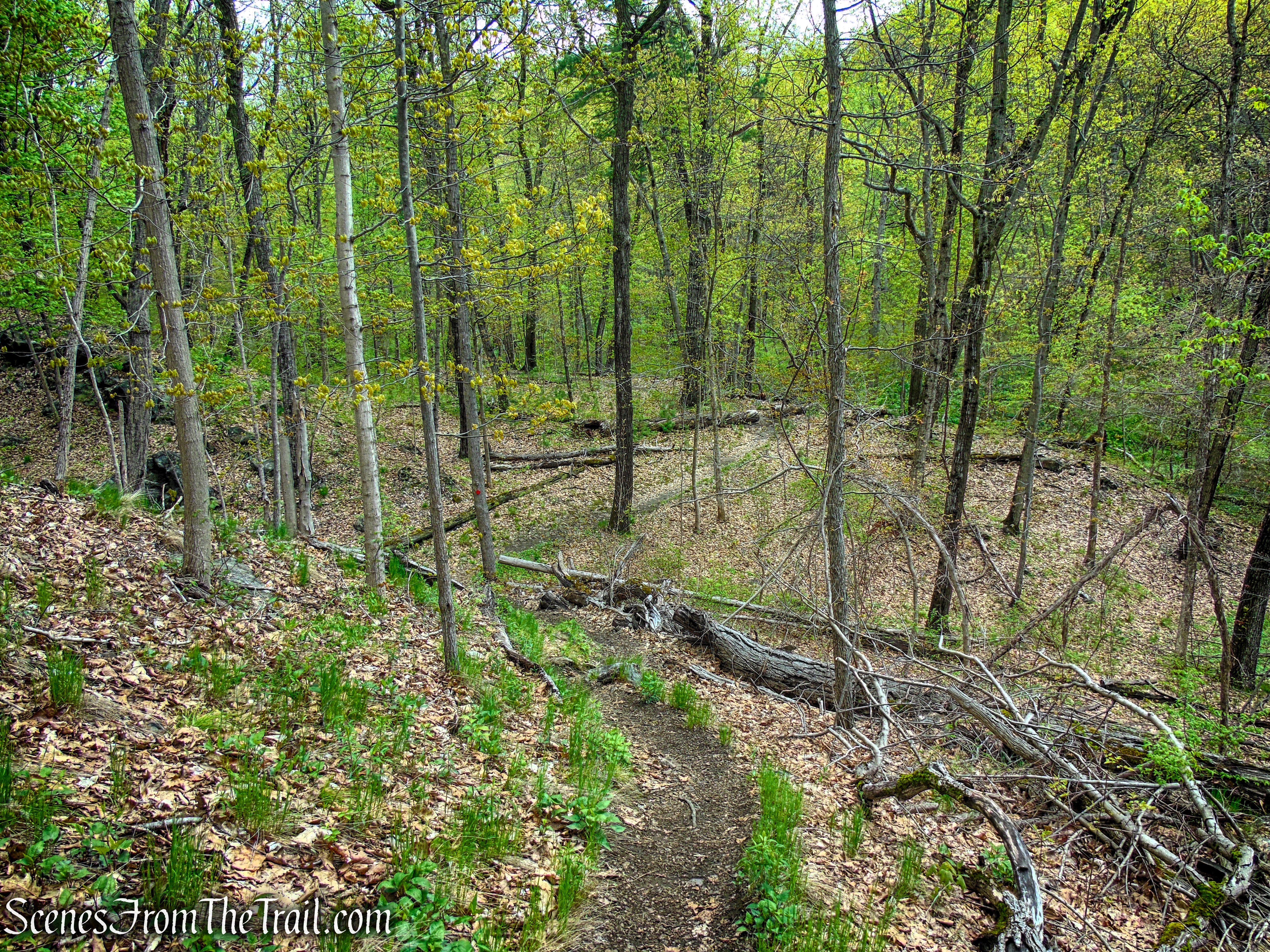 Glenclyffe Loop Trail