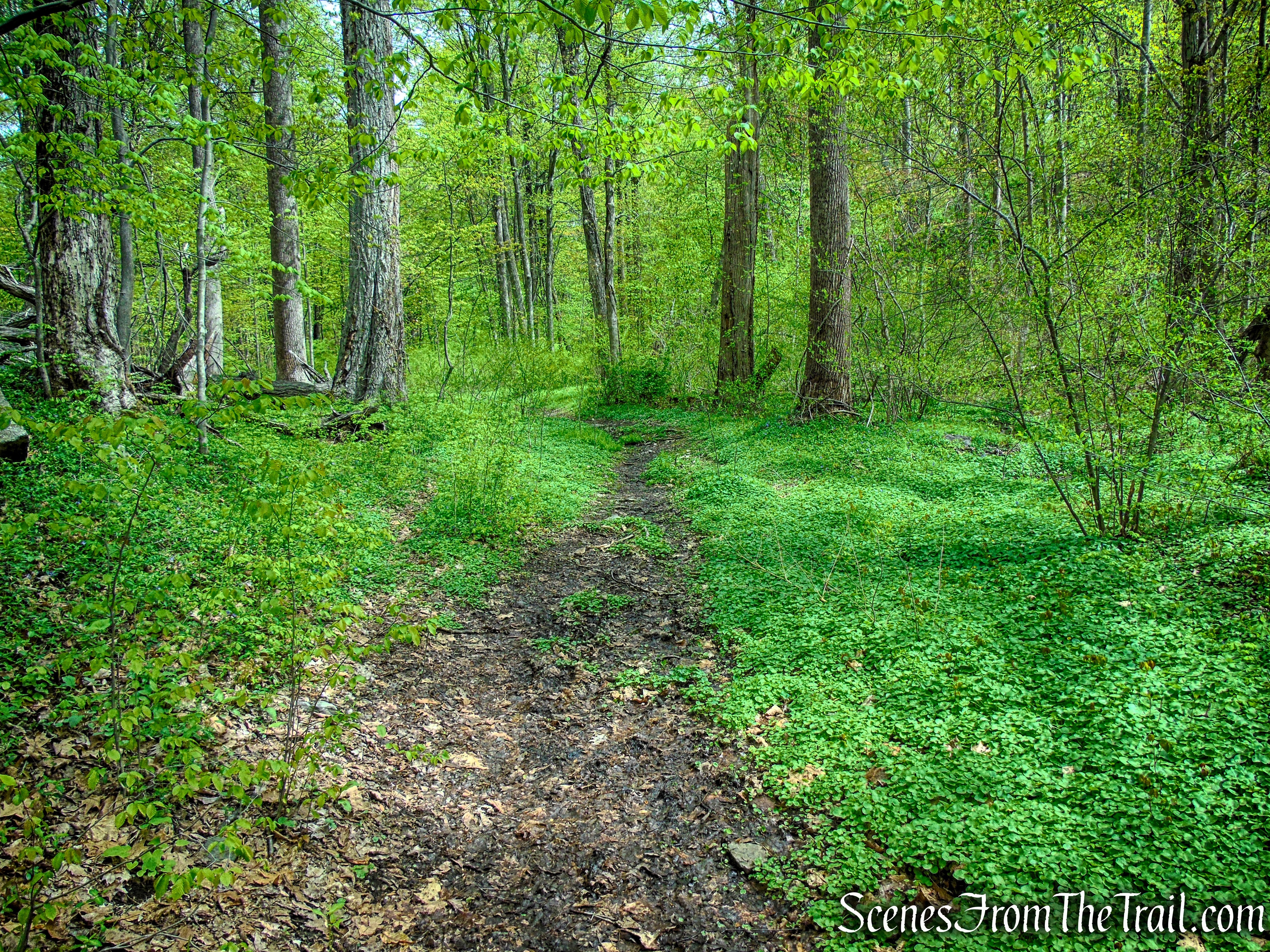 Glenclyffe Loop Trail